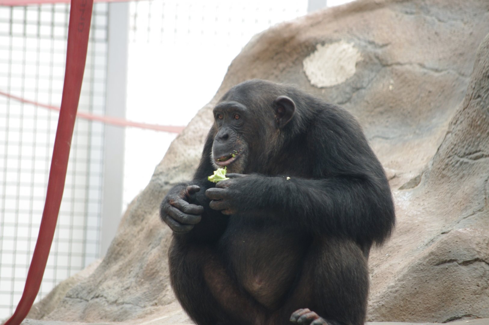 Talia- Chimpanzee- 2/8/2024