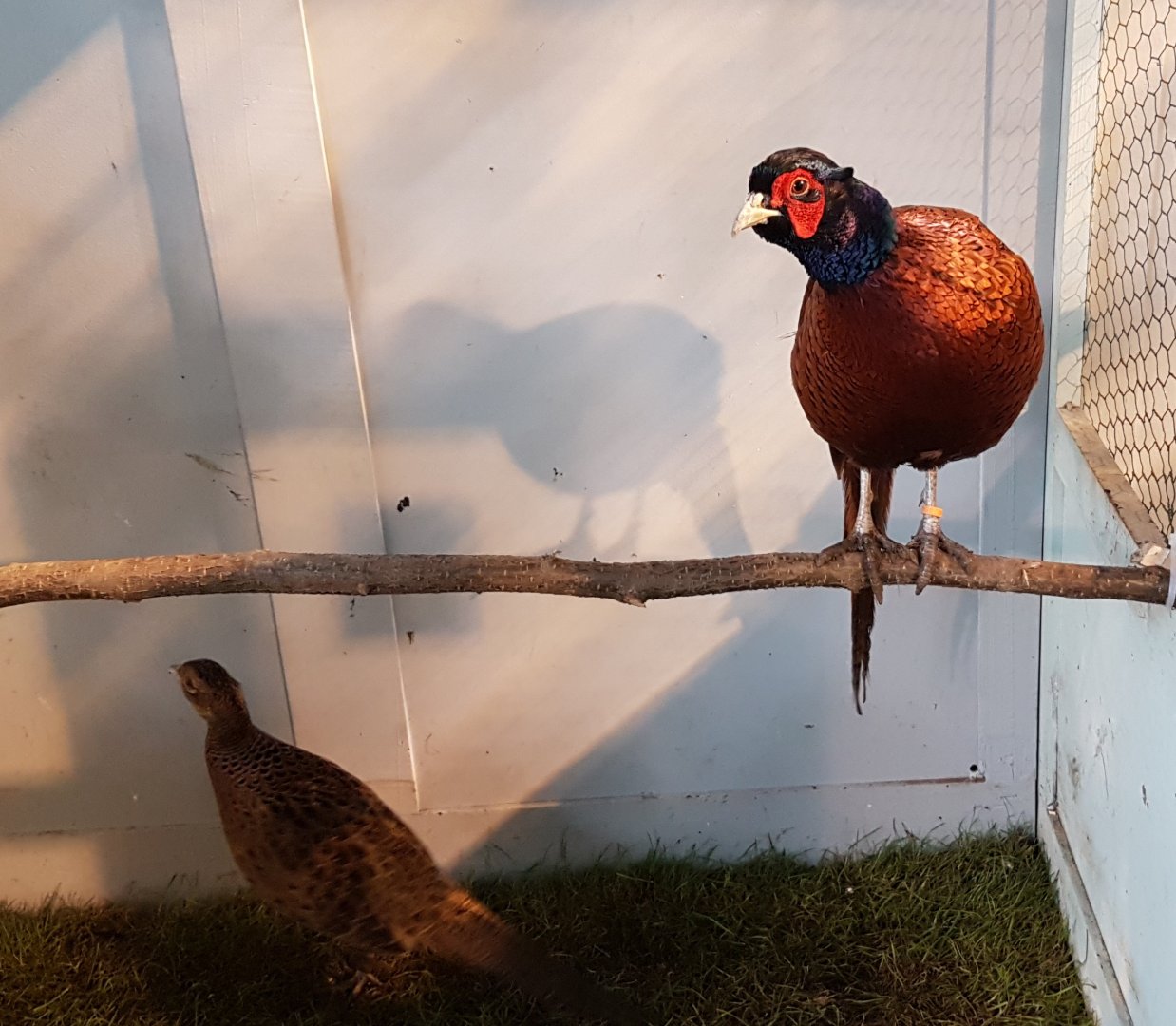 Talish pheasants - Phasianus colchicus talisschensis