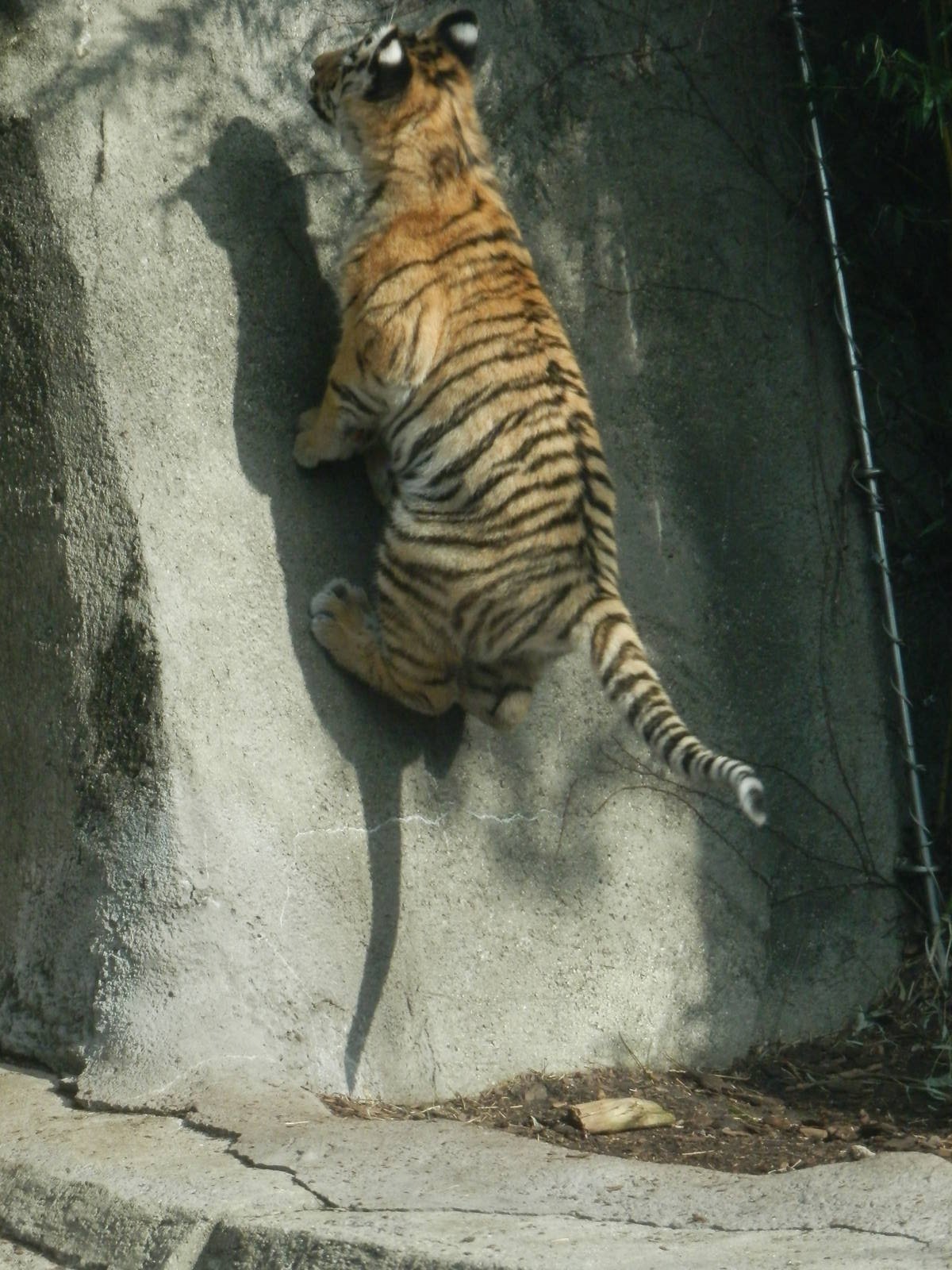 Taliya trying to climb the wall (rotate photo)