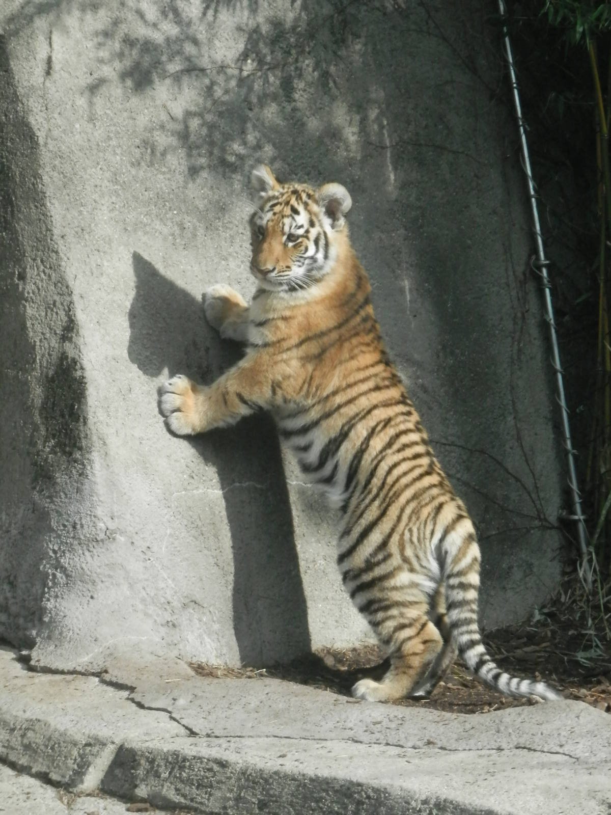 Taliya trying to climb the wall (rotate photo)