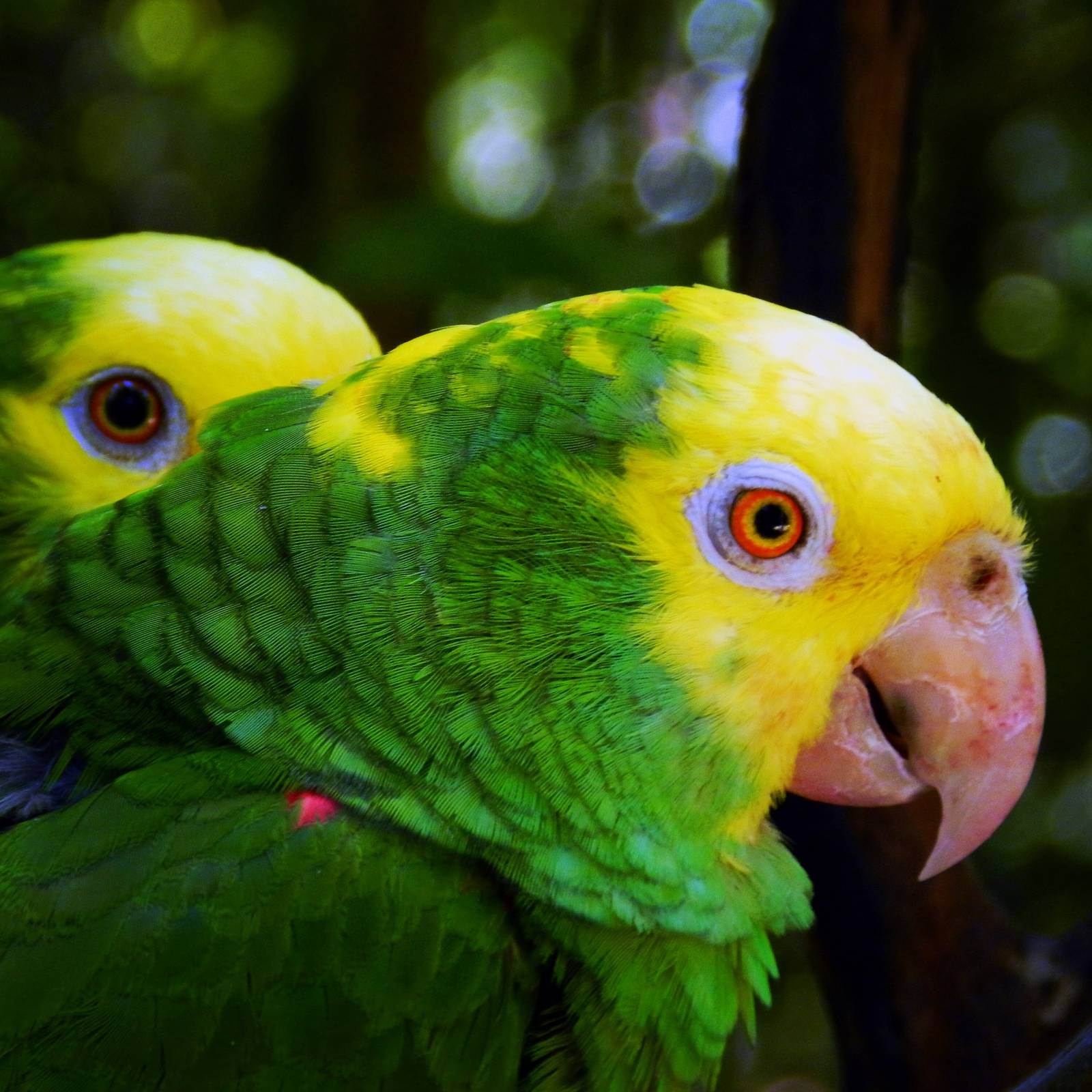 Talking Crazy Parrot