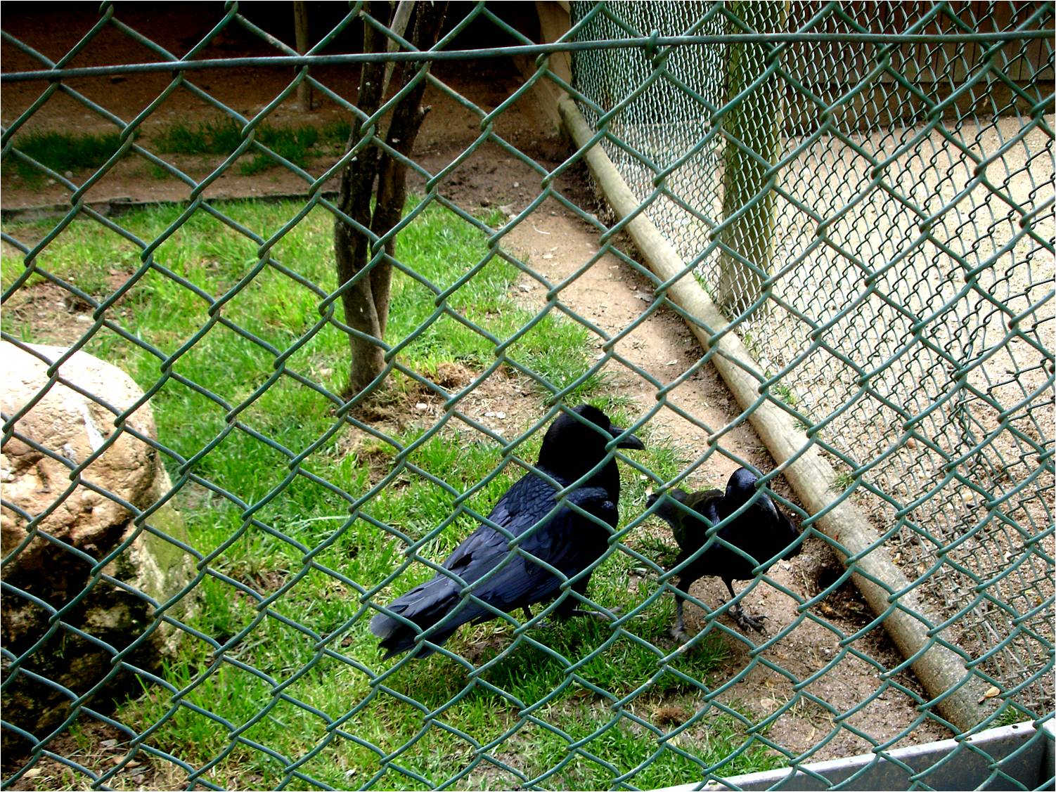 Talking Crow at Zoo Santo Inacio, 20/04/11