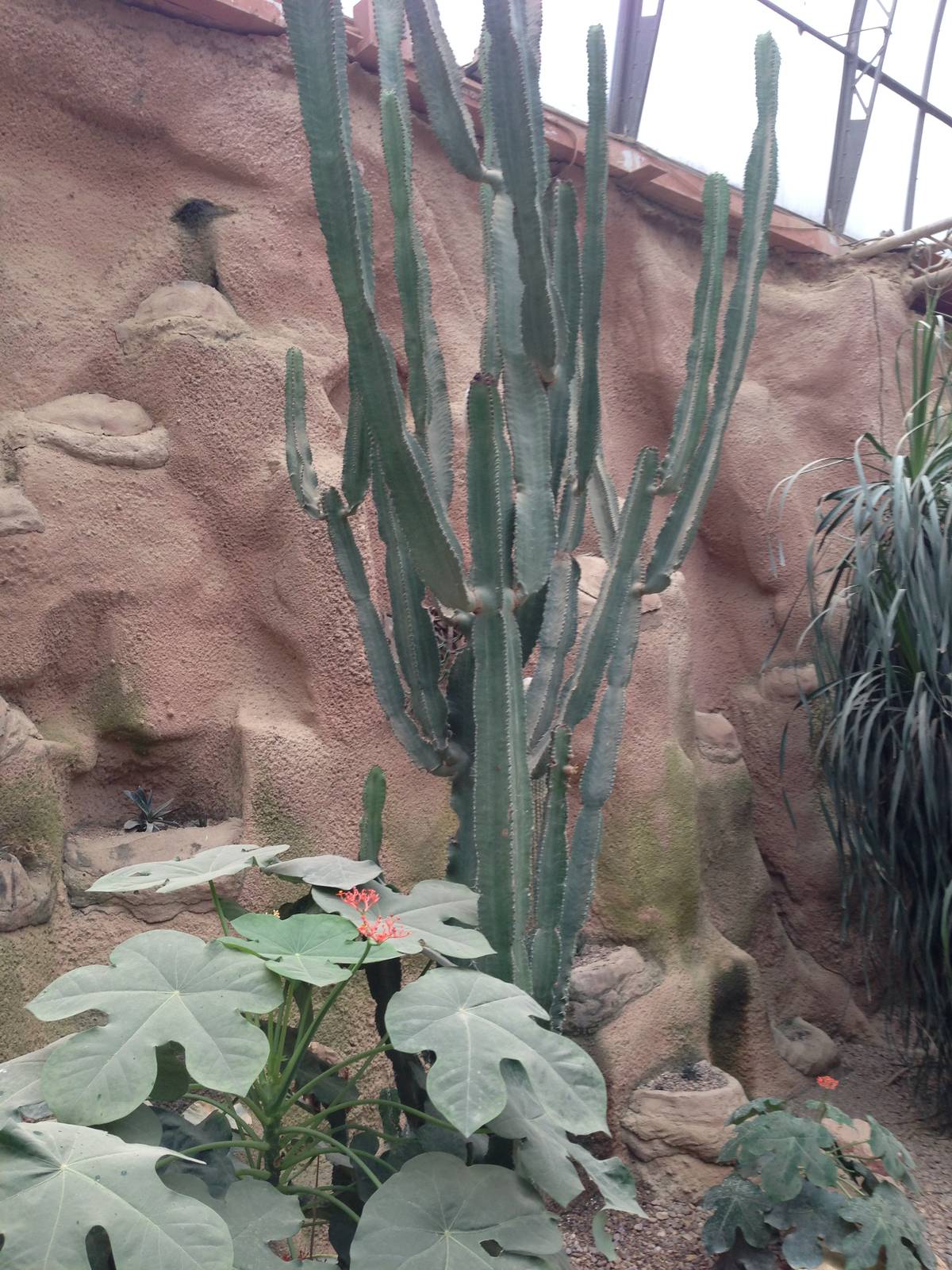 Tall Cactus at Tropical World - 02/10/2013