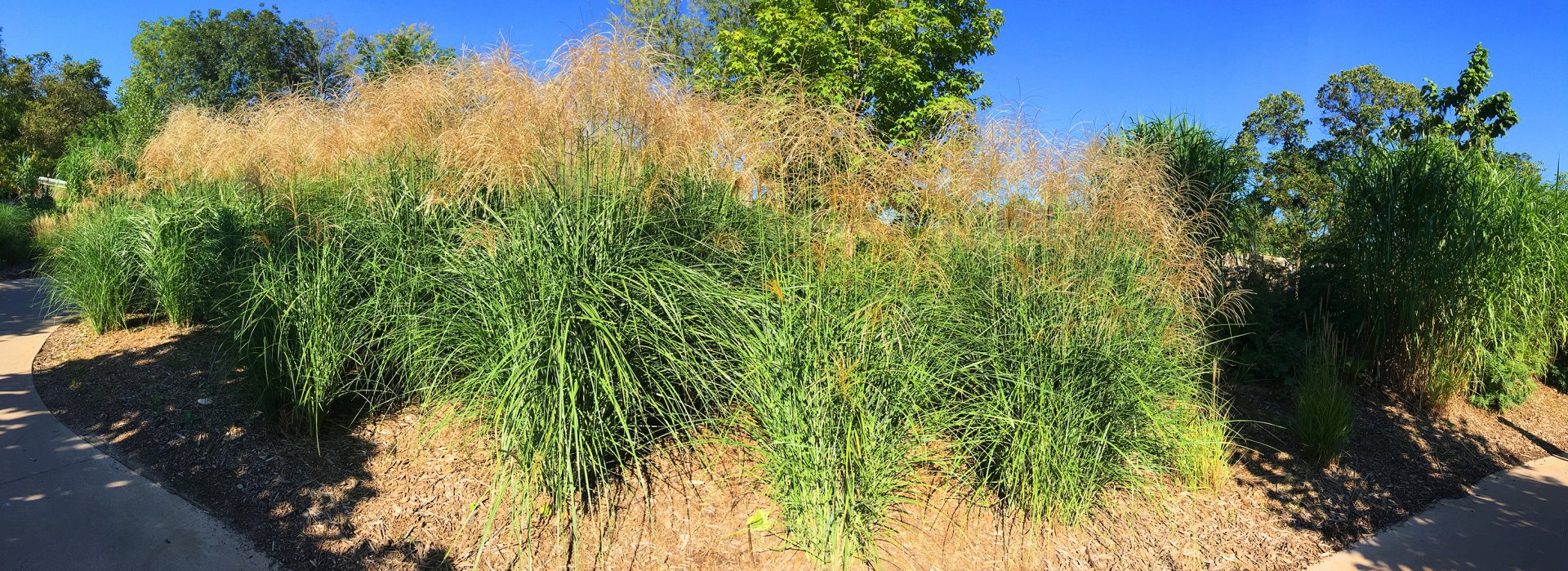 Tall Grasses