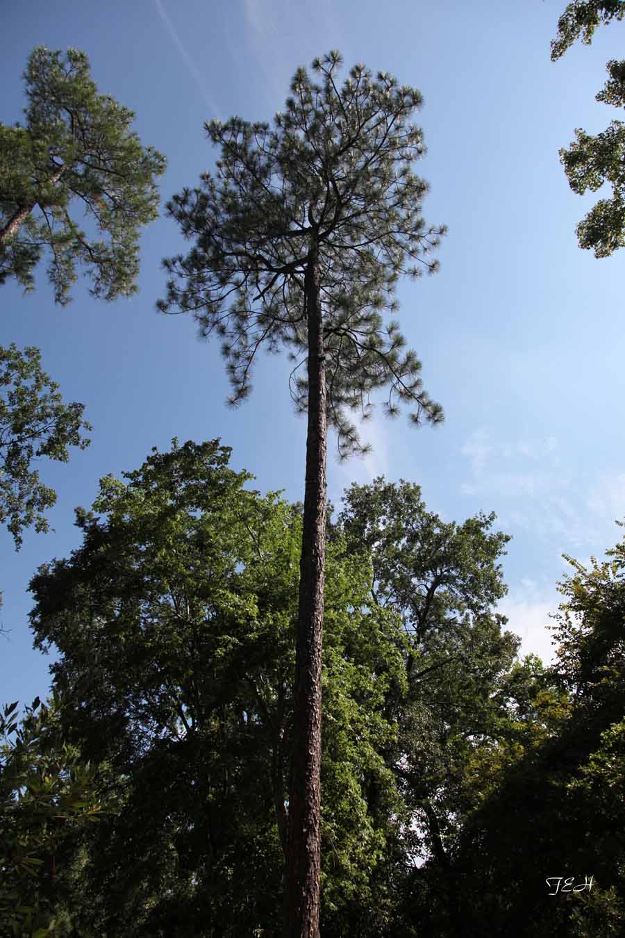 tall pine tree