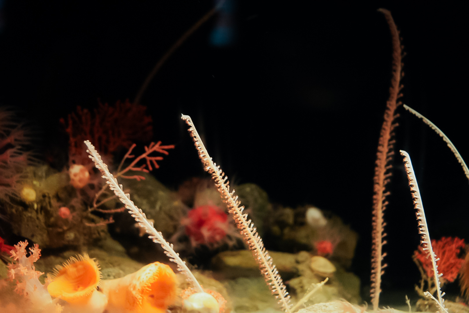 Tall Sea Pens & Halipteris Sea Pens
