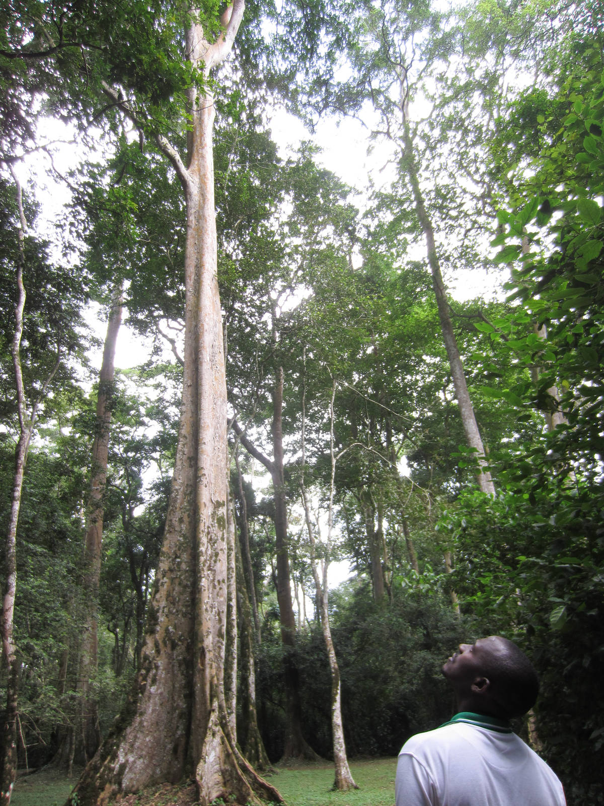 Tall trees in Mpanga Forest