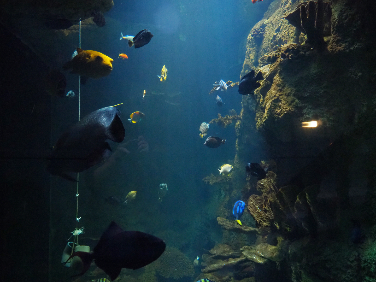 Tall tropical tank next to one of the staircases in the aquarium, 2019-10-05