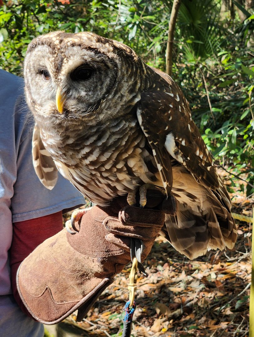 Tallahassee Museum - Barred Owl