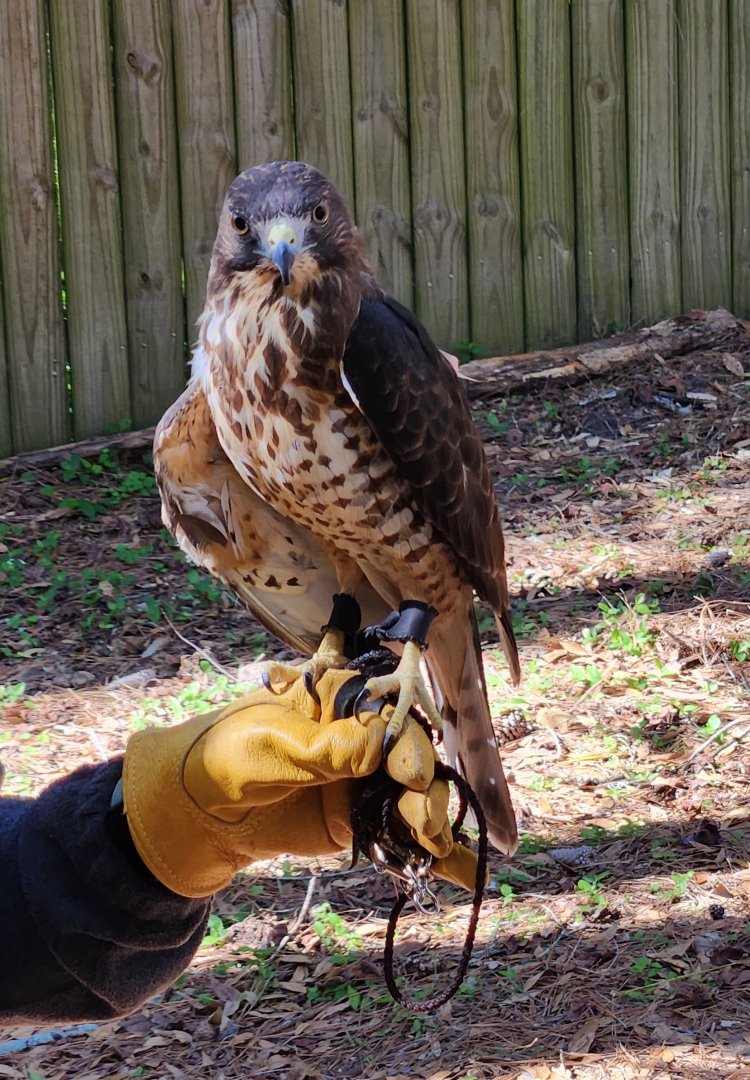 Tallahassee Museum - Broad-winged Hawk