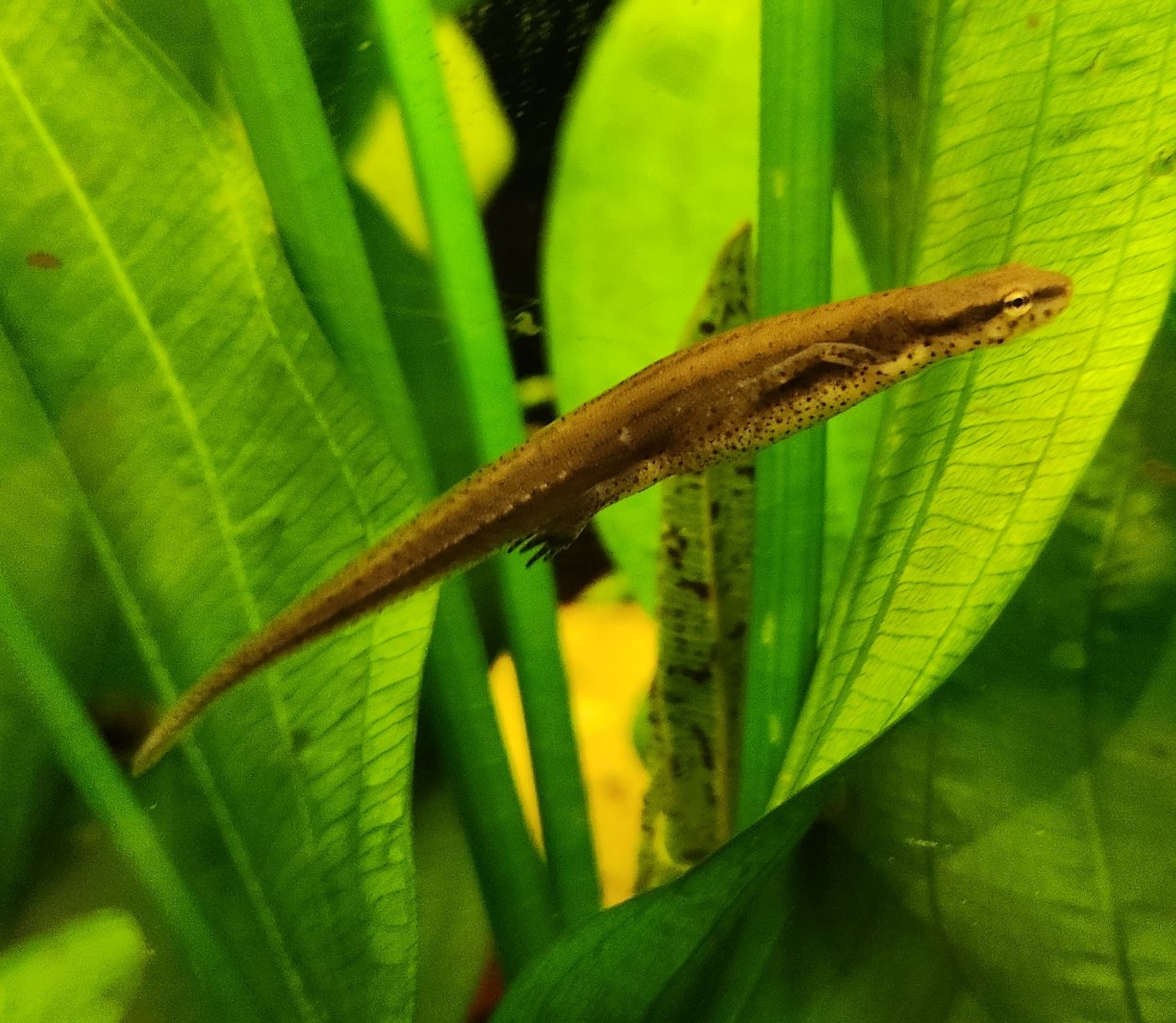 Tallahassee Museum - Notophthalmus viridescens