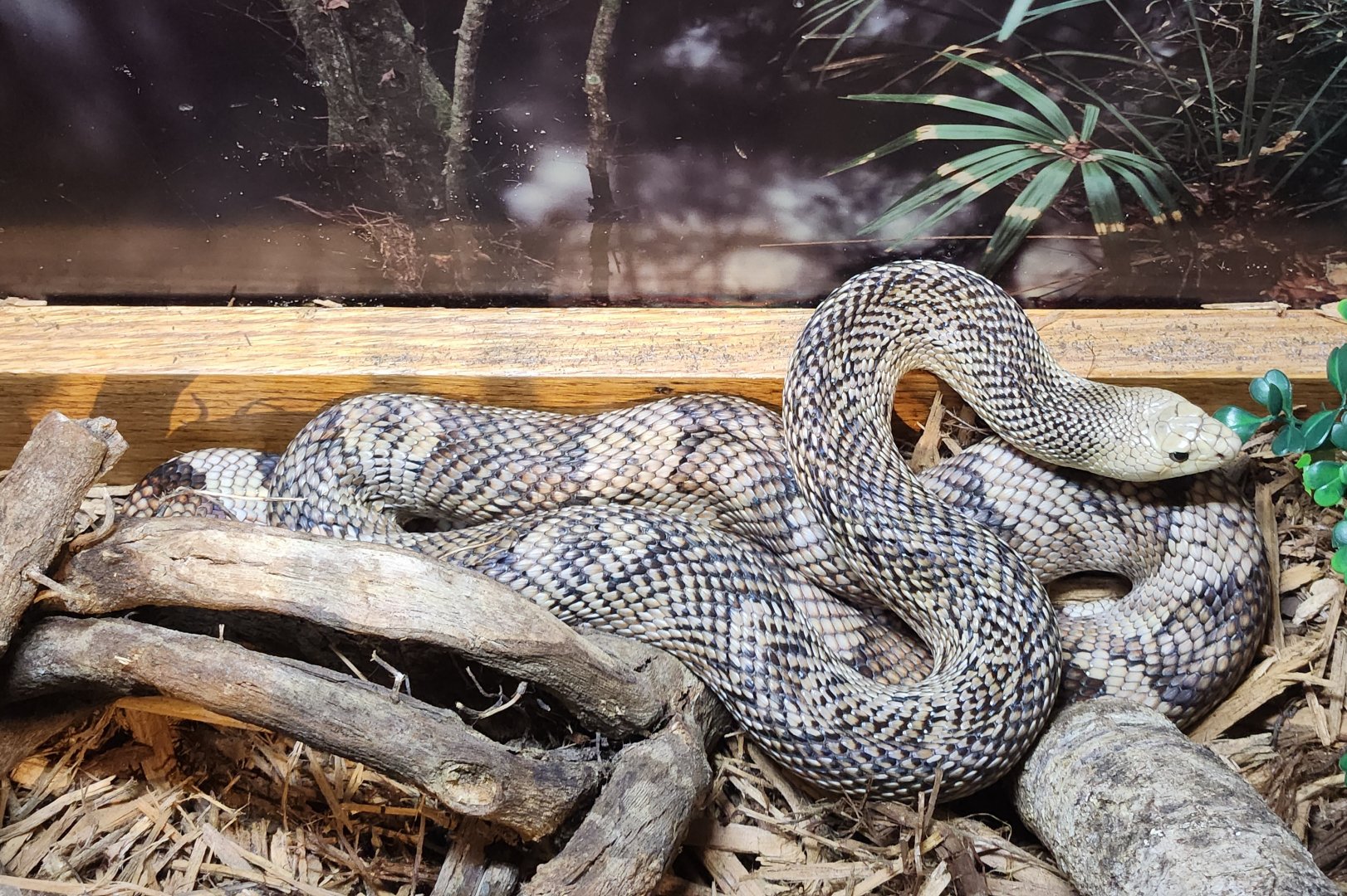 Tallahassee Museum - Pituophis melanoleucus mugitus