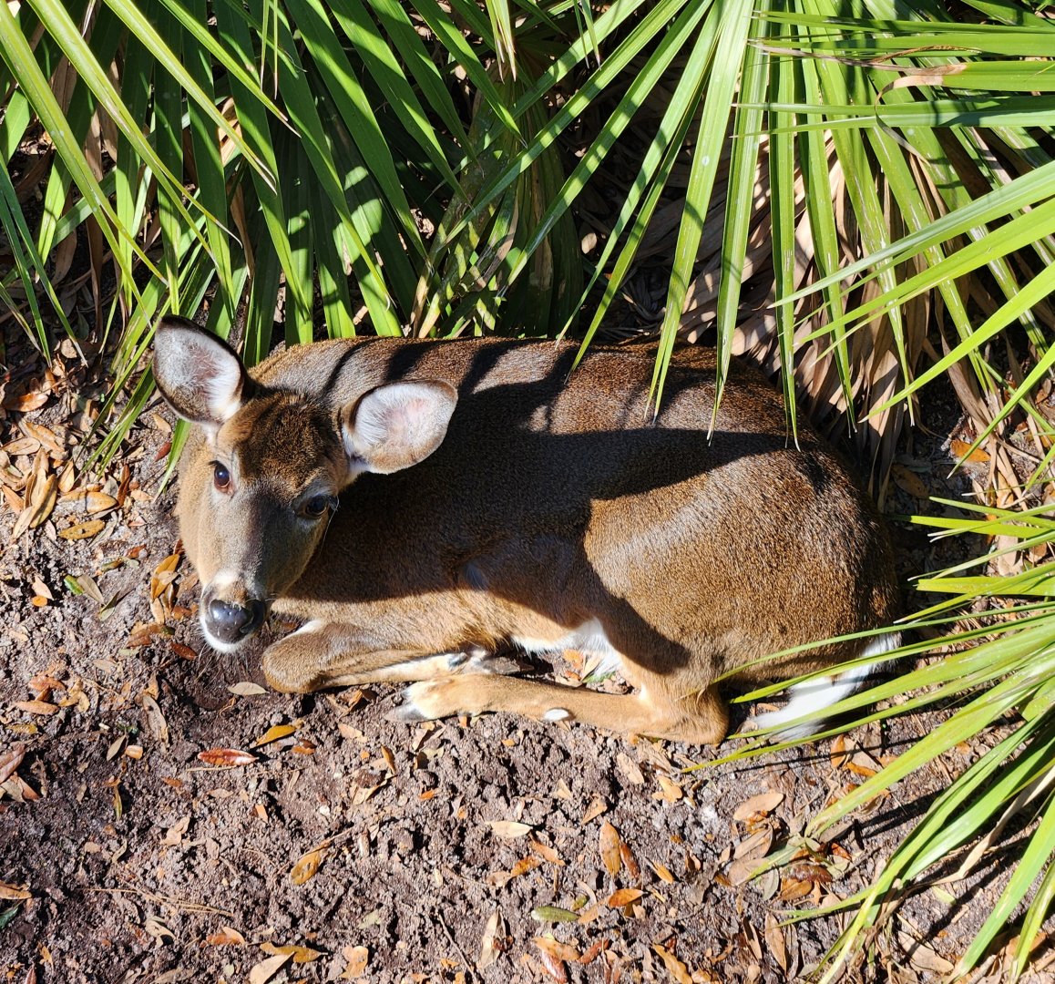 Tallahassee Museum - White-tailed Deer