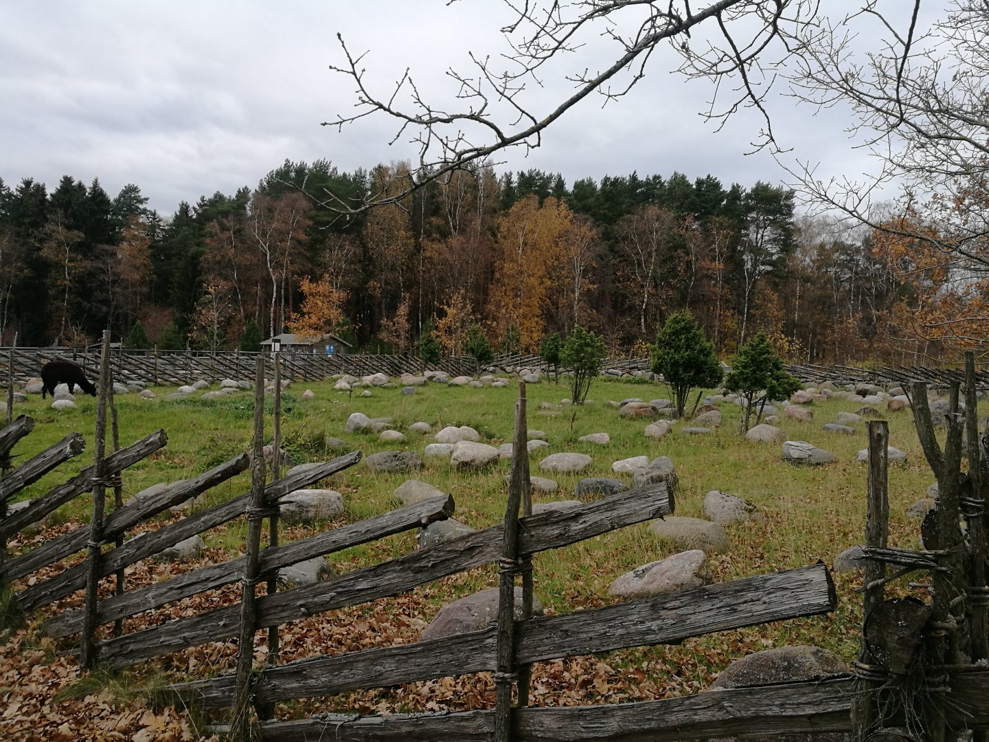 Tallinn Petting Zoo I