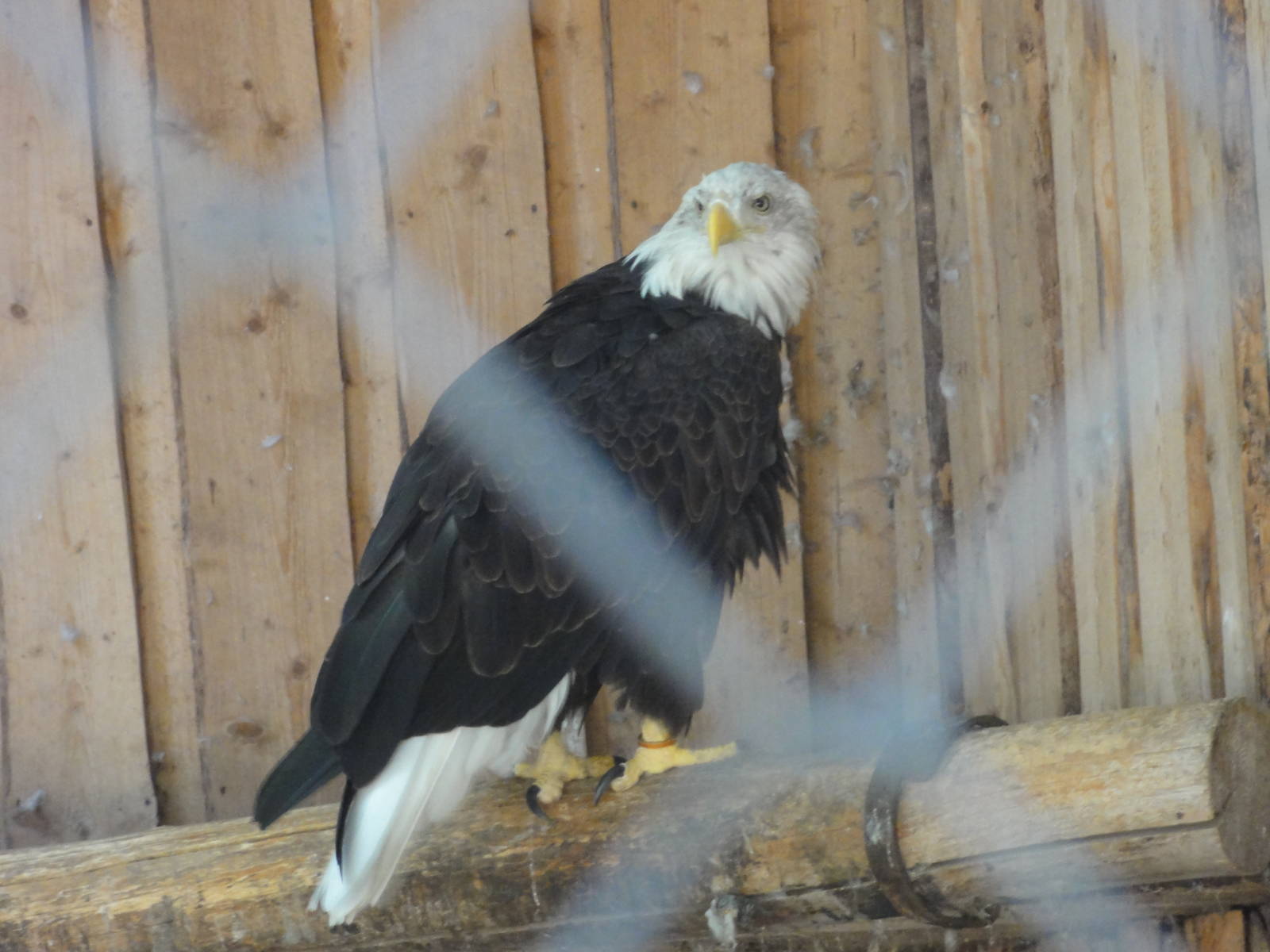 Tallinn Zoo: August 2015