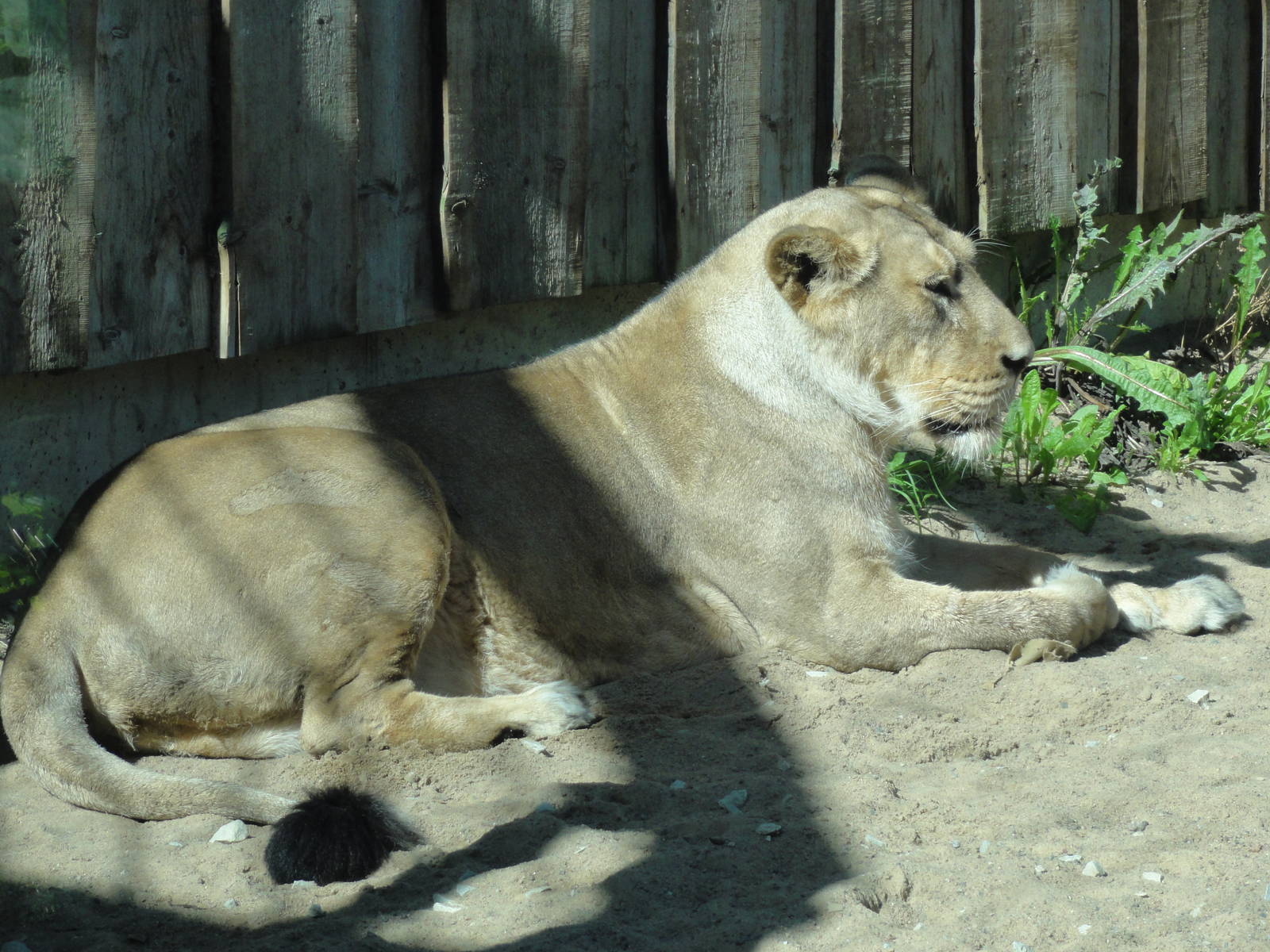 Tallinn Zoo: August 2015