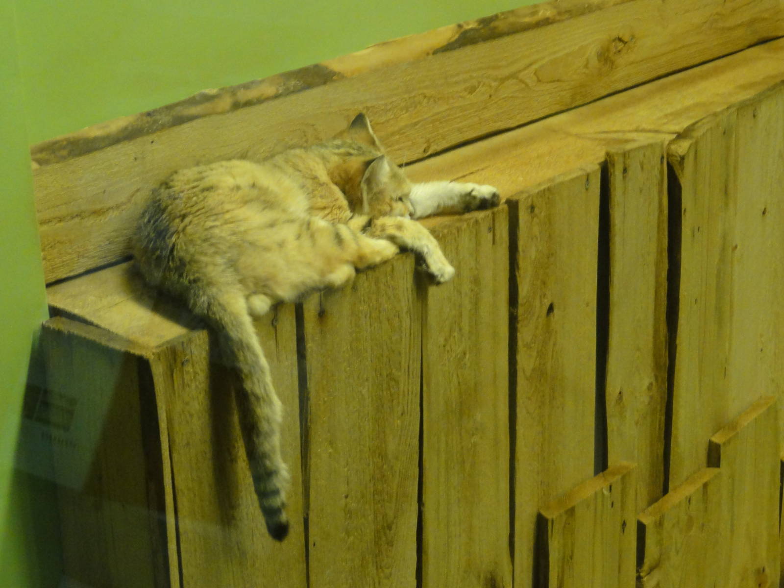 Tallinn Zoo: August 2015