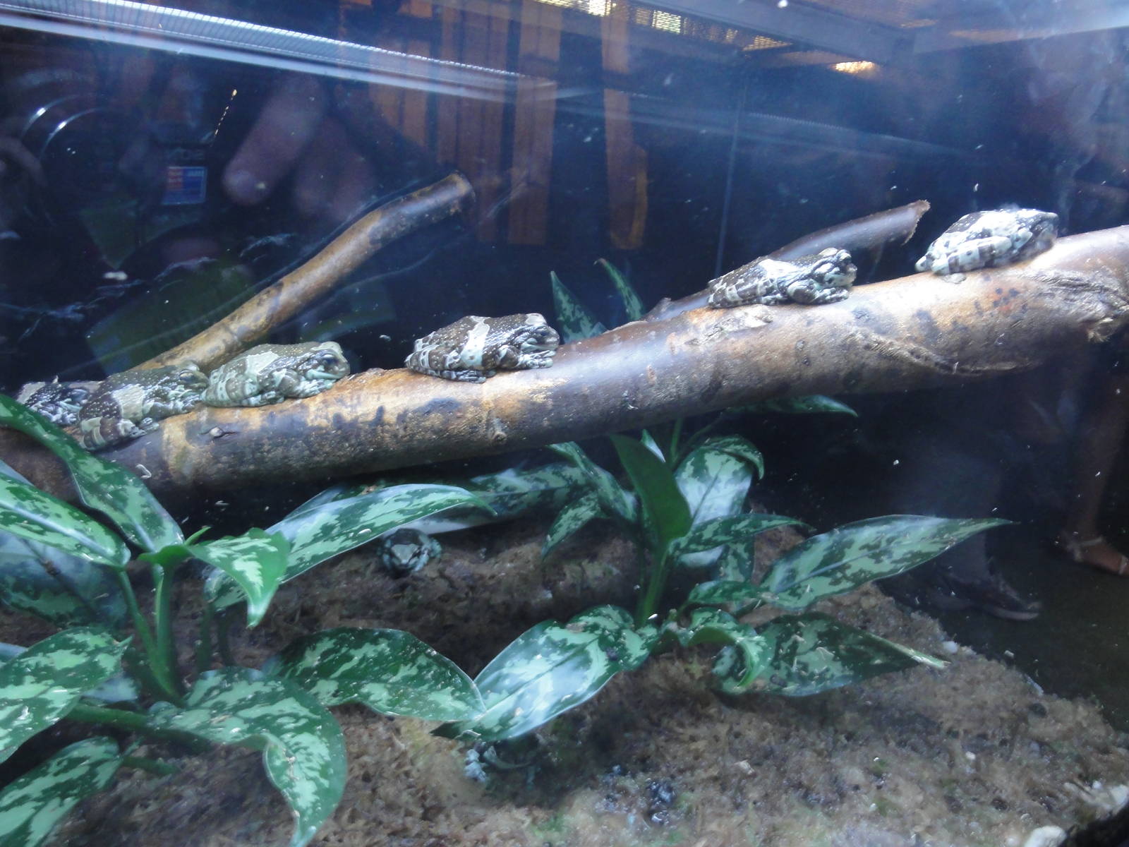 Tallinn Zoo: August 2015