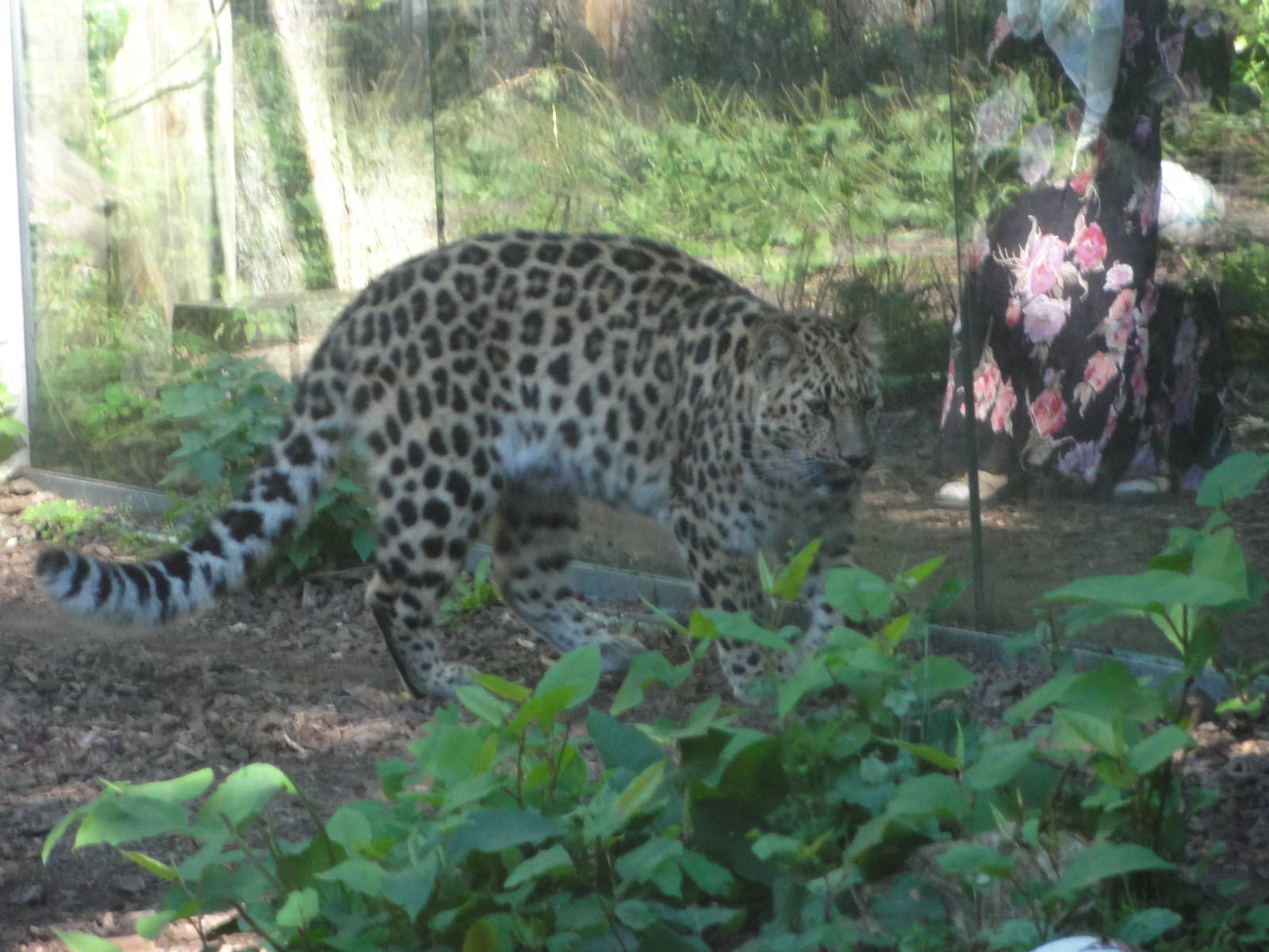Tallinn Zoo: August 2015