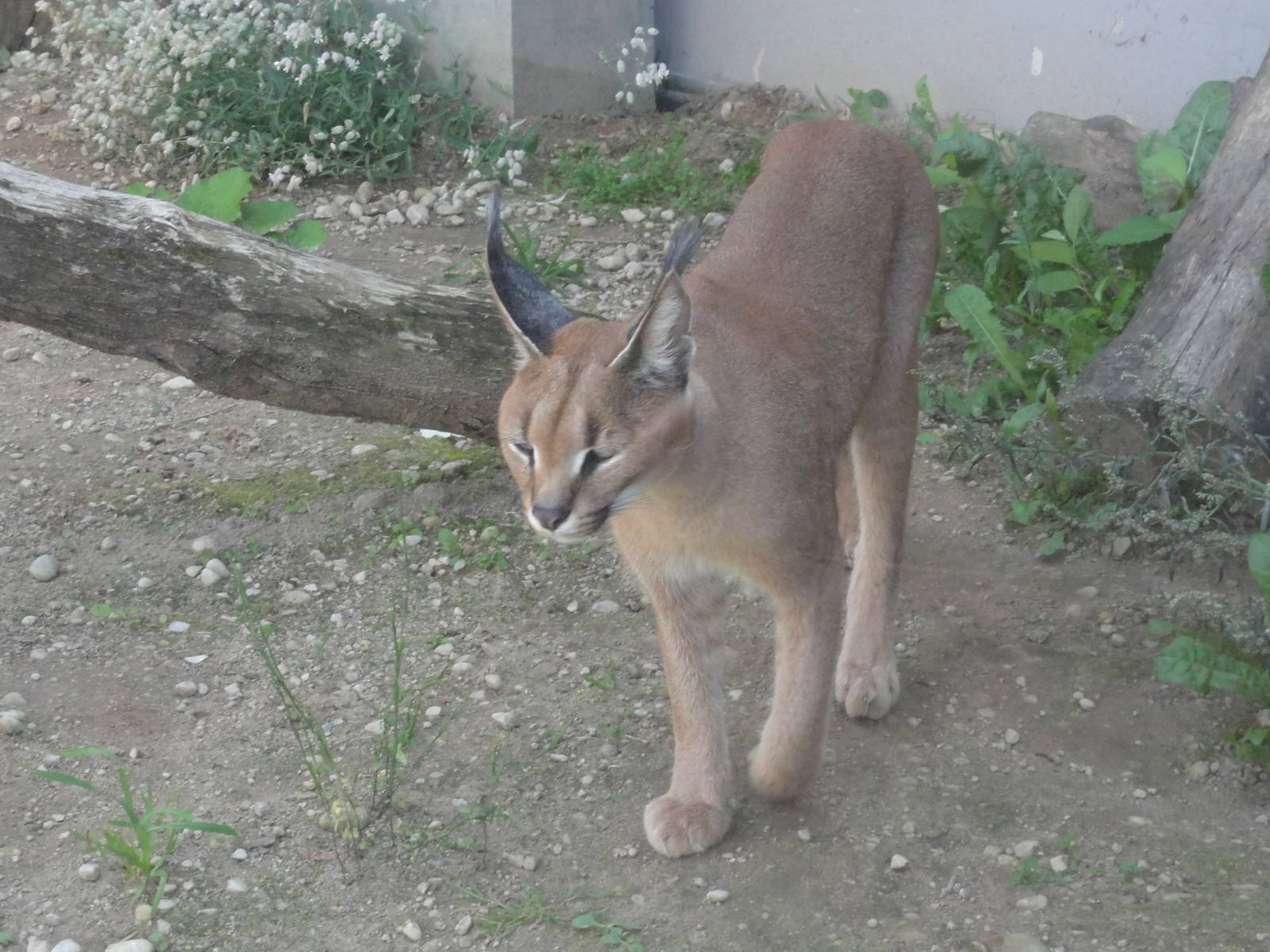 Tallinn Zoo: August 2015
