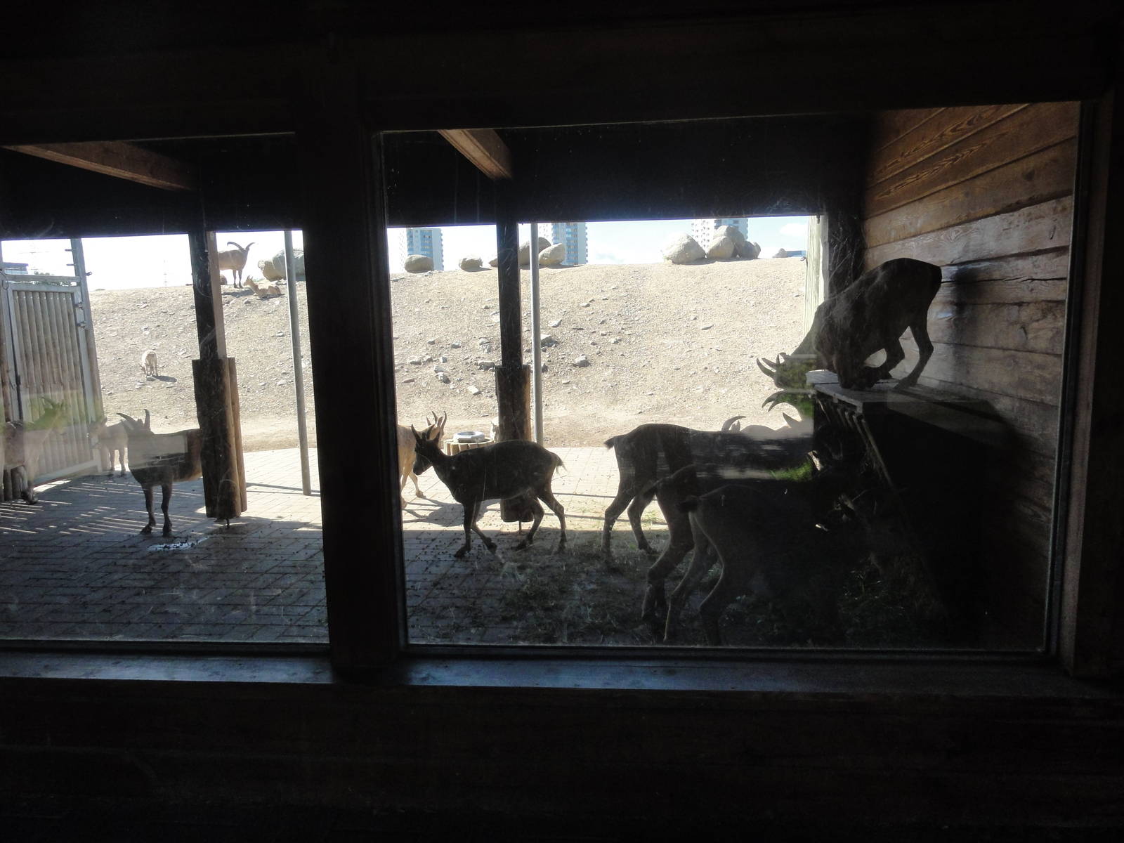 Tallinn Zoo: August 2015