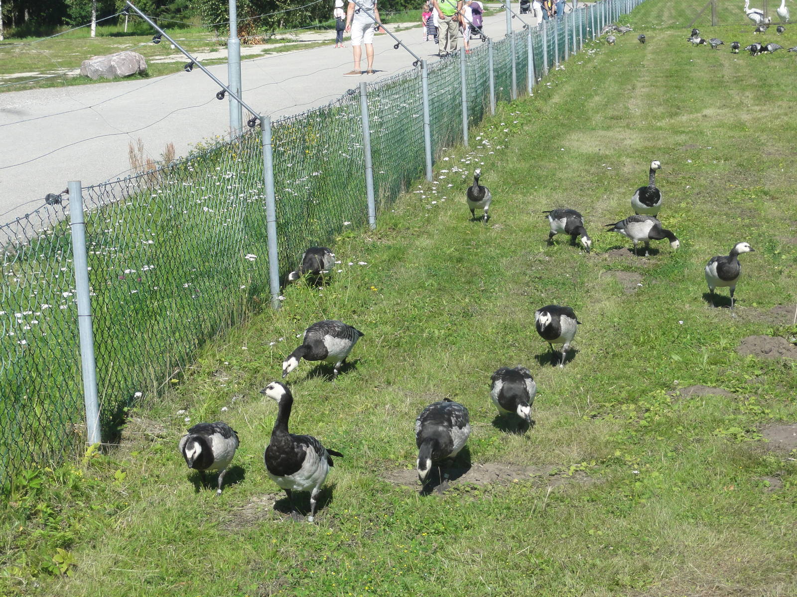 Tallinn Zoo: August 2015