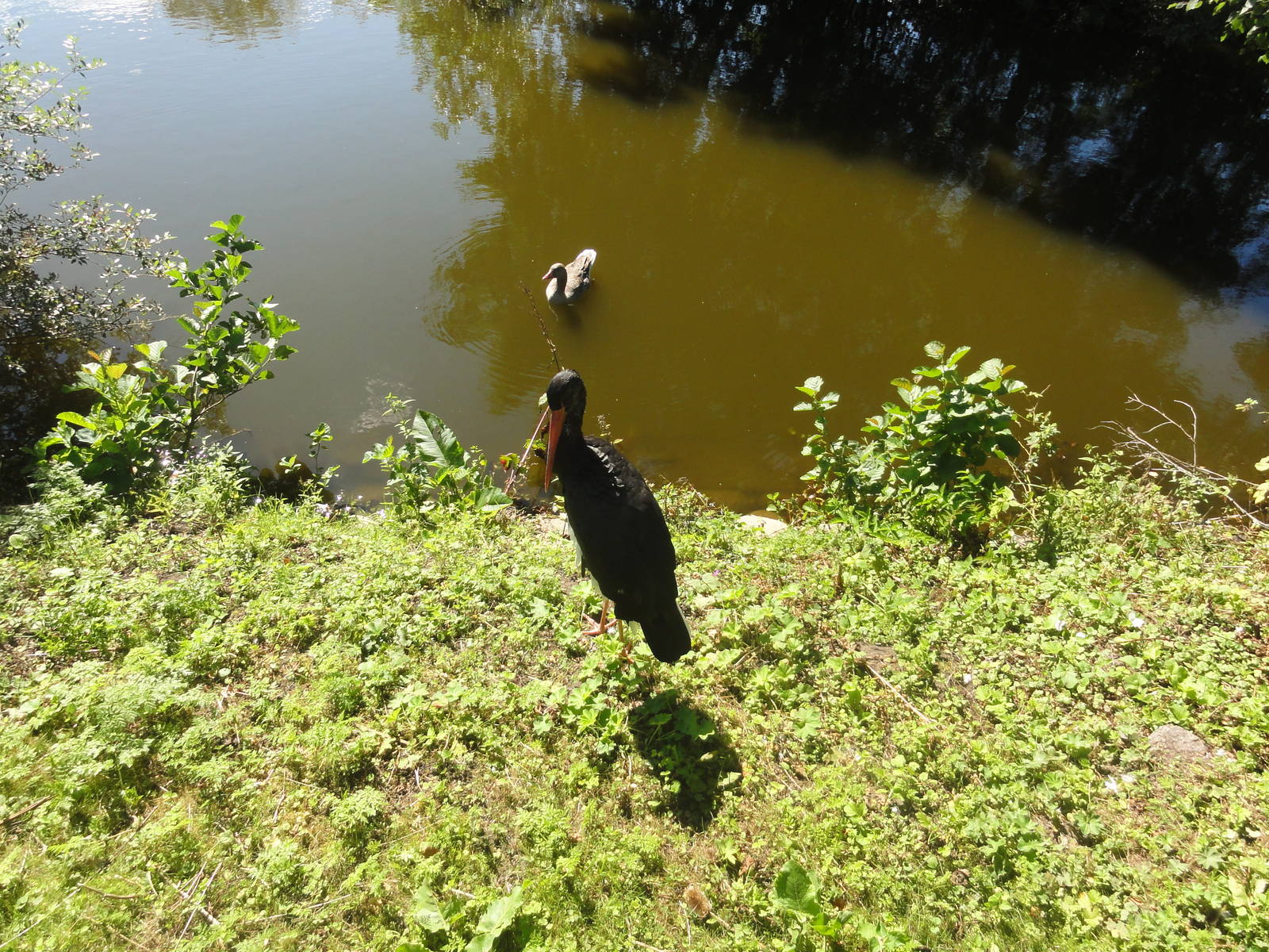 Tallinn Zoo: August 2015