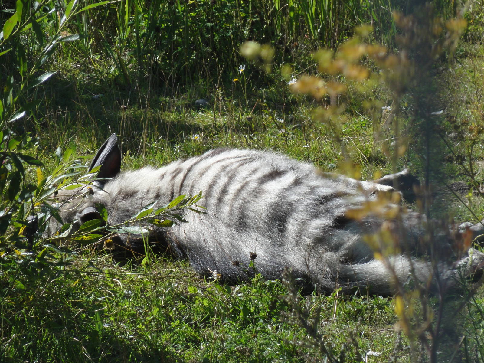 Tallinn Zoo: August 2015