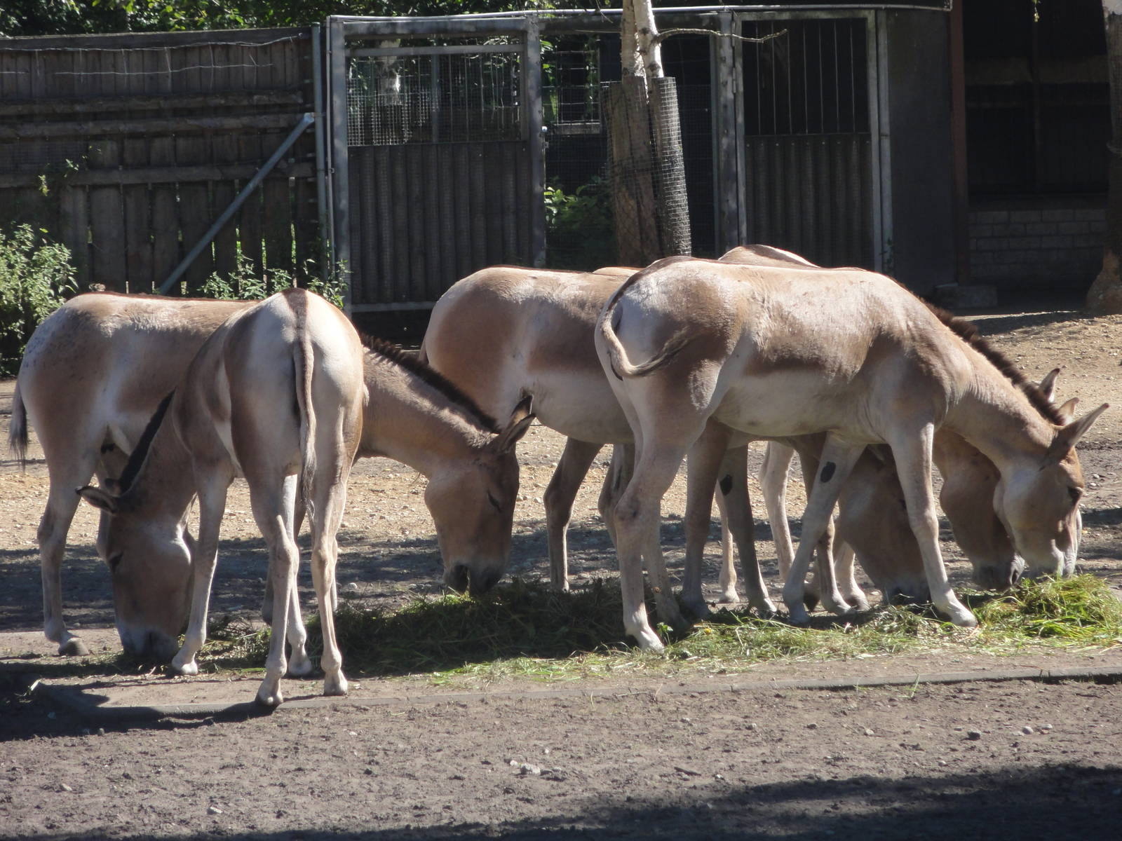 Tallinn Zoo: August 2015