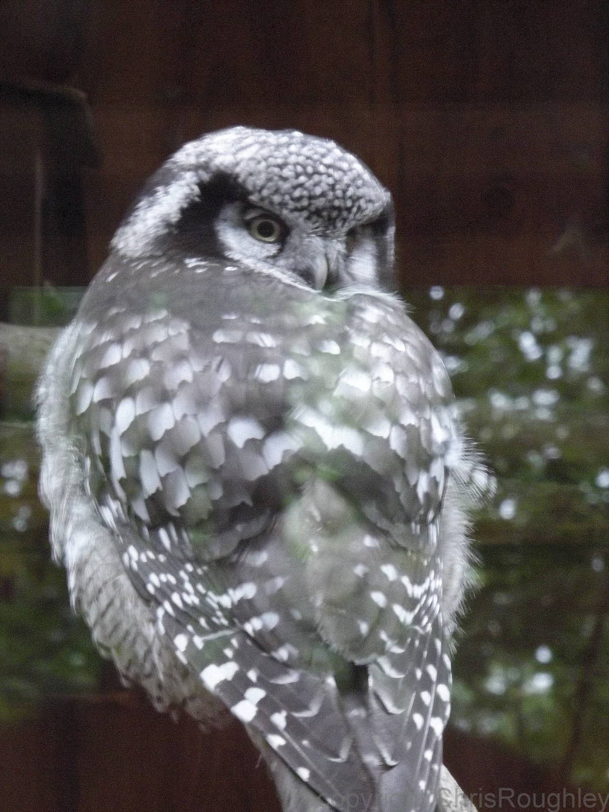 Tallinn zoo, Estonia