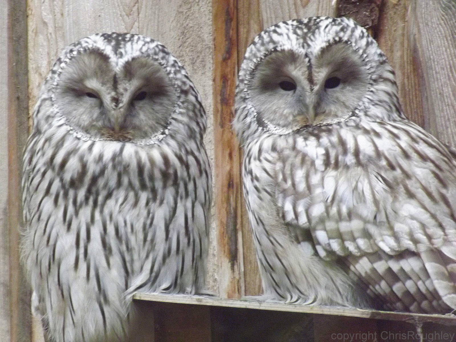 Tallinn zoo, Estonia