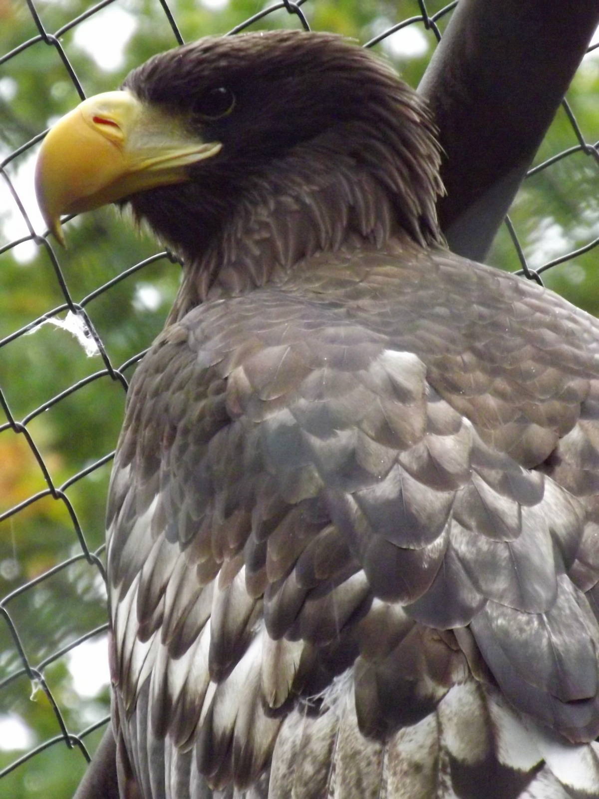 Tallinn zoo, Estonia