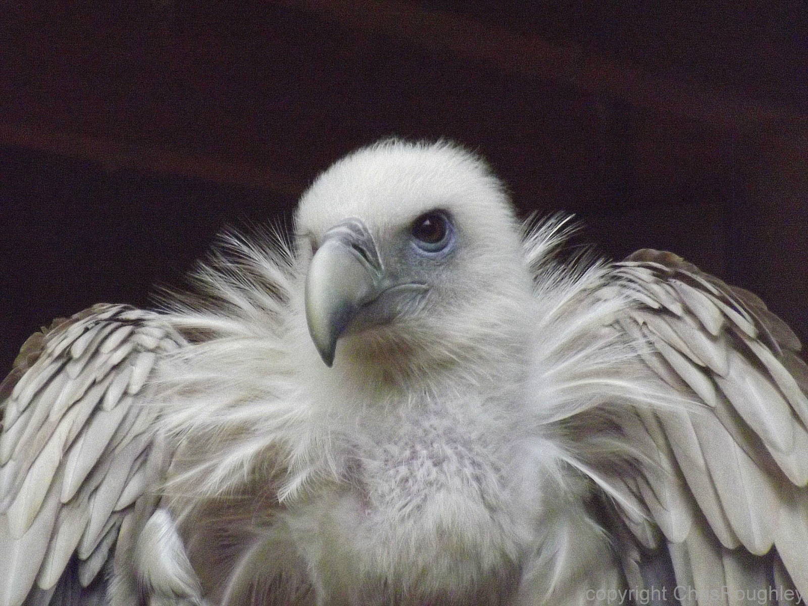 Tallinn zoo, Estonia