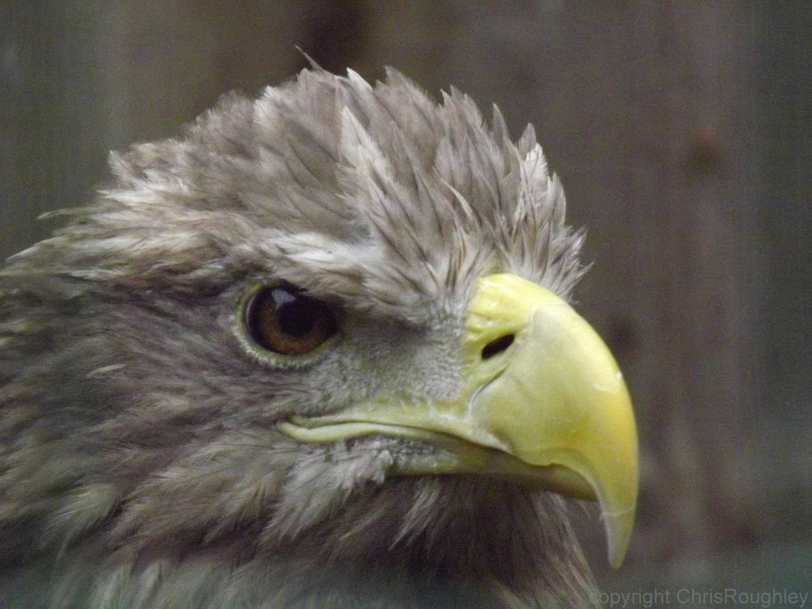 Tallinn zoo, Estonia