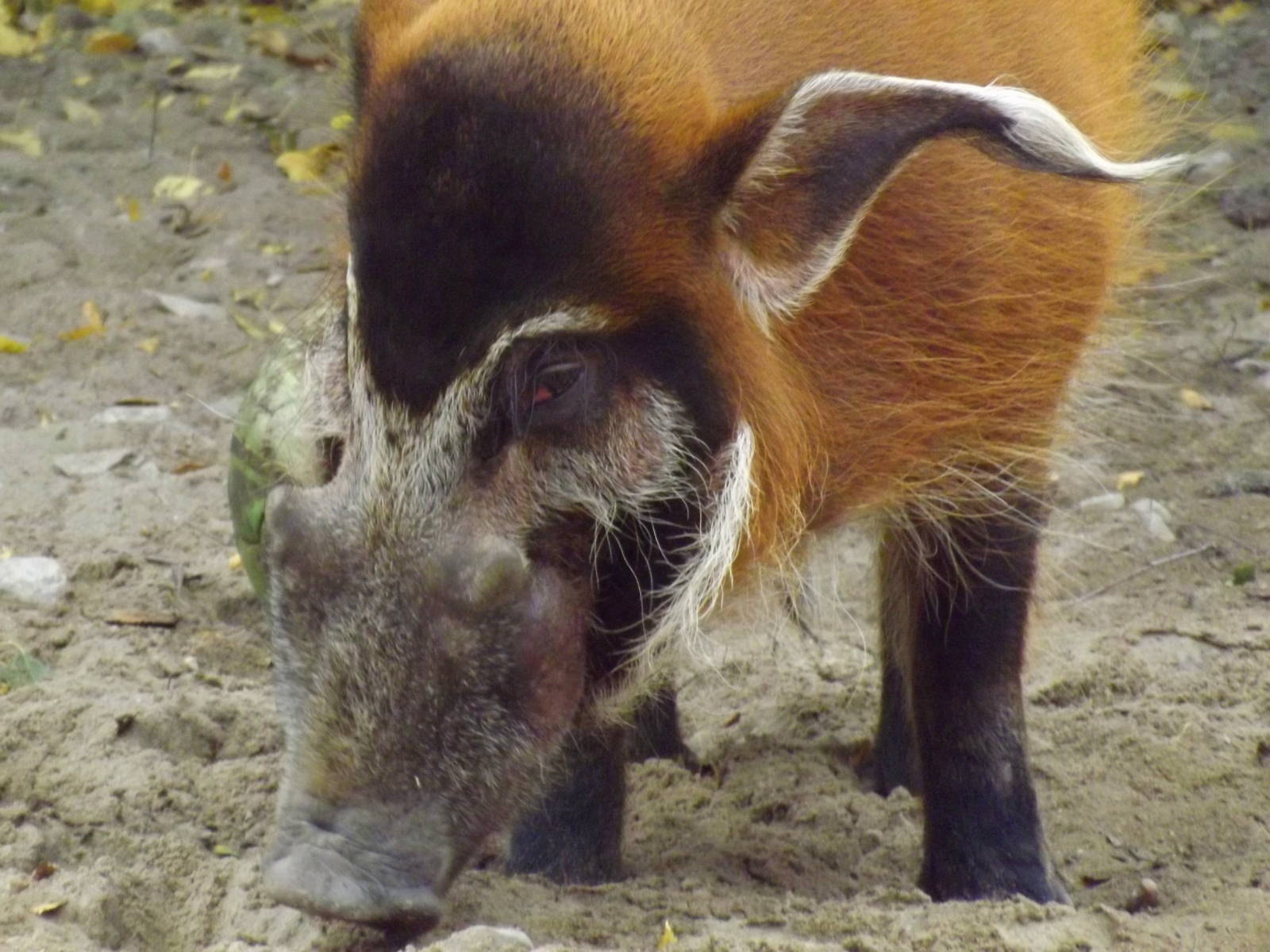 Tallinn zoo, Estonia