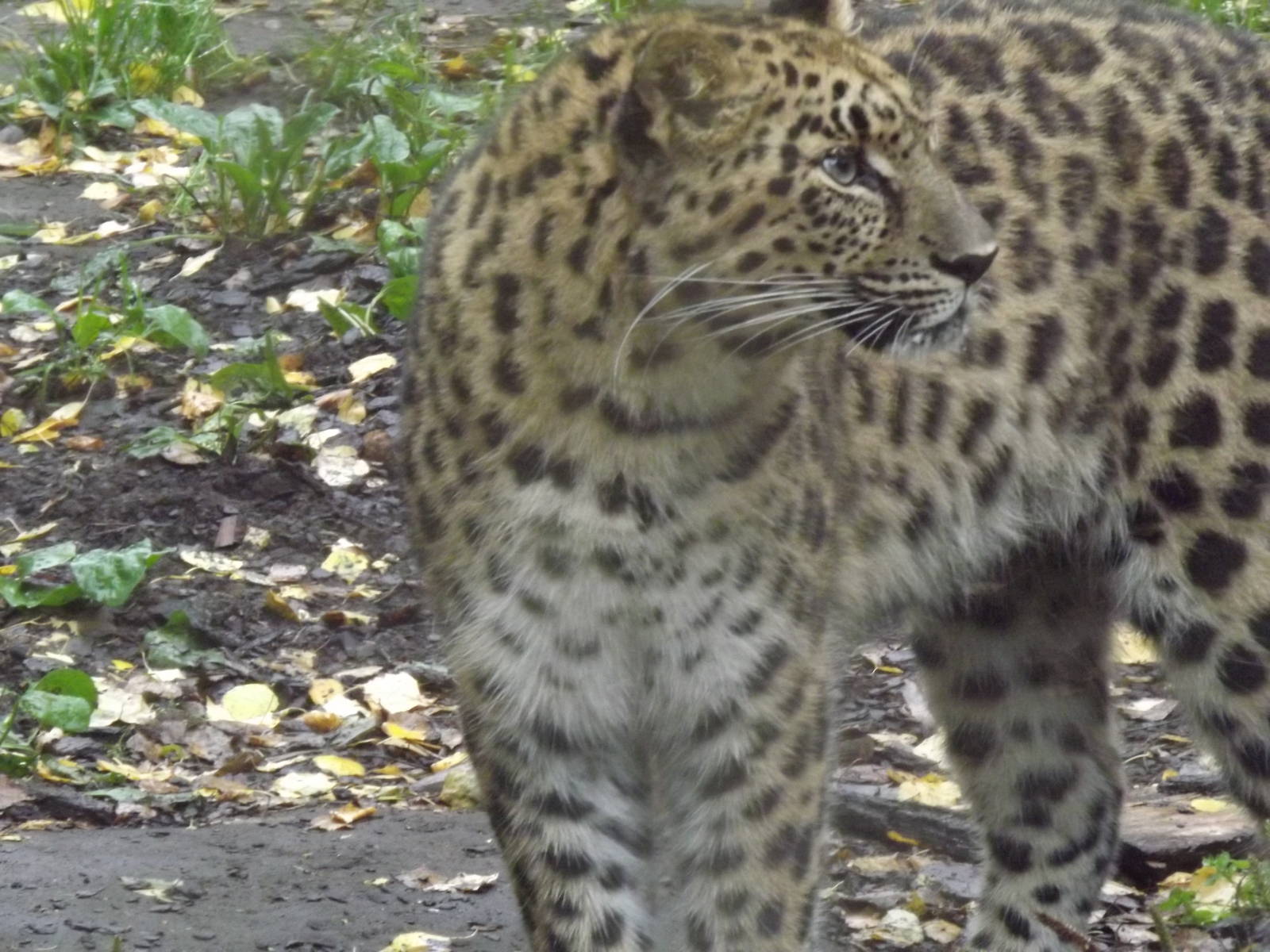 Tallinn zoo, Estonia