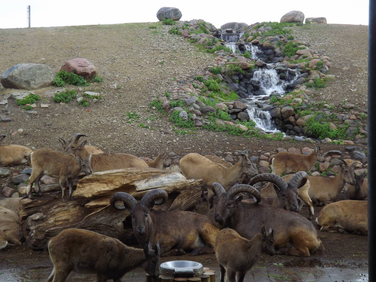 Tallinn zoo, Estonia