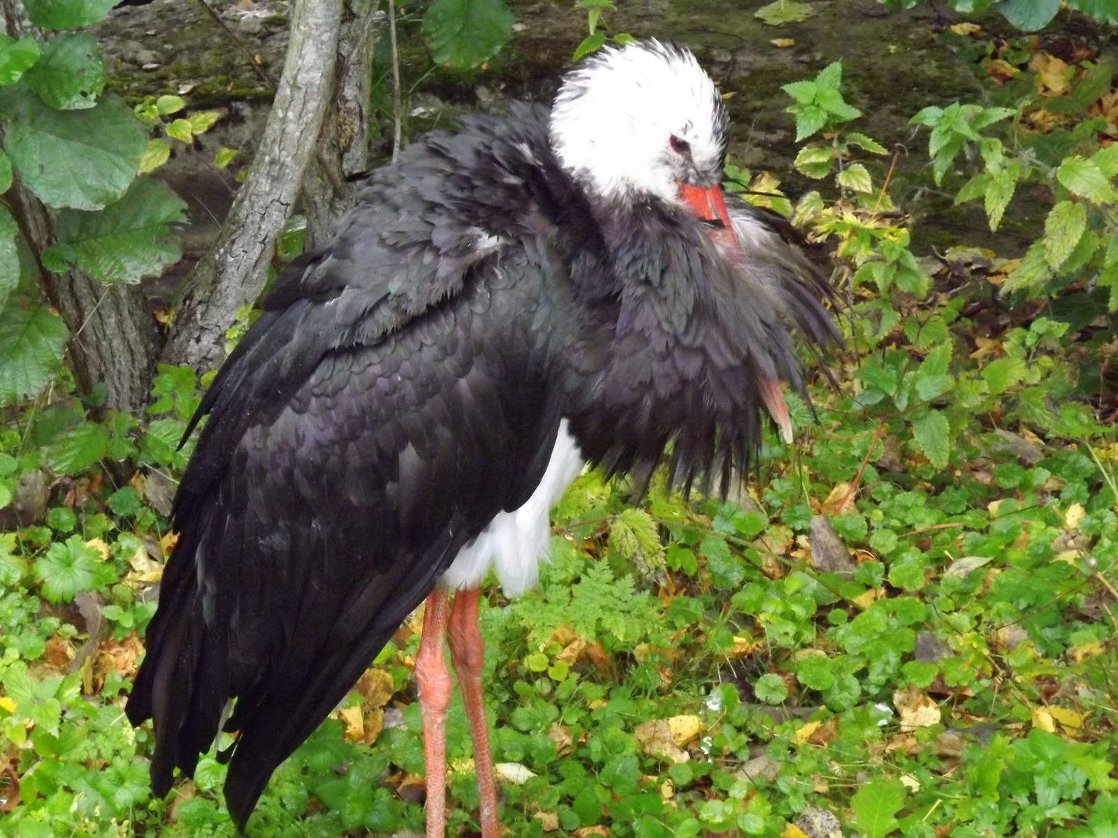 Tallinn zoo, Estonia