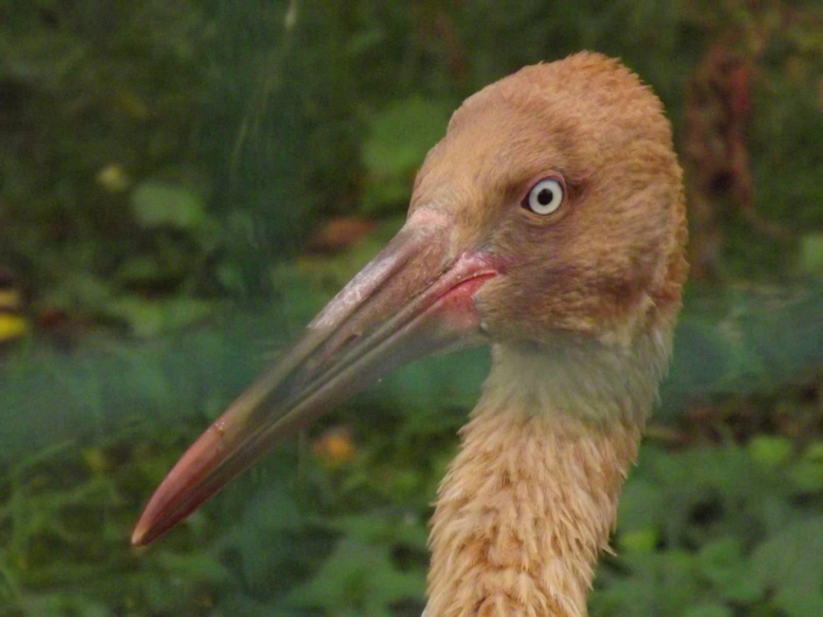 Tallinn zoo, Estonia