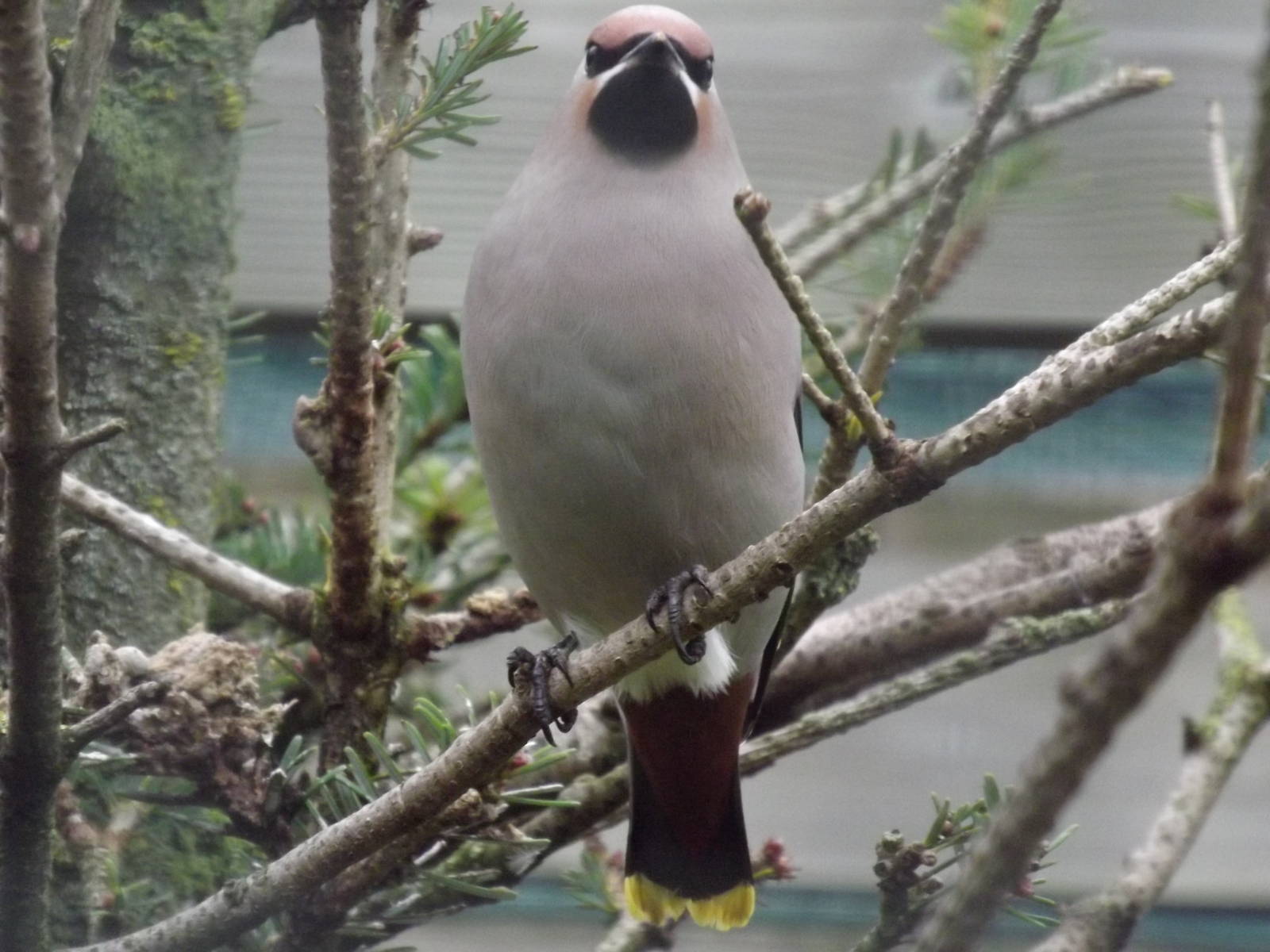 Tallinn zoo, Estonia