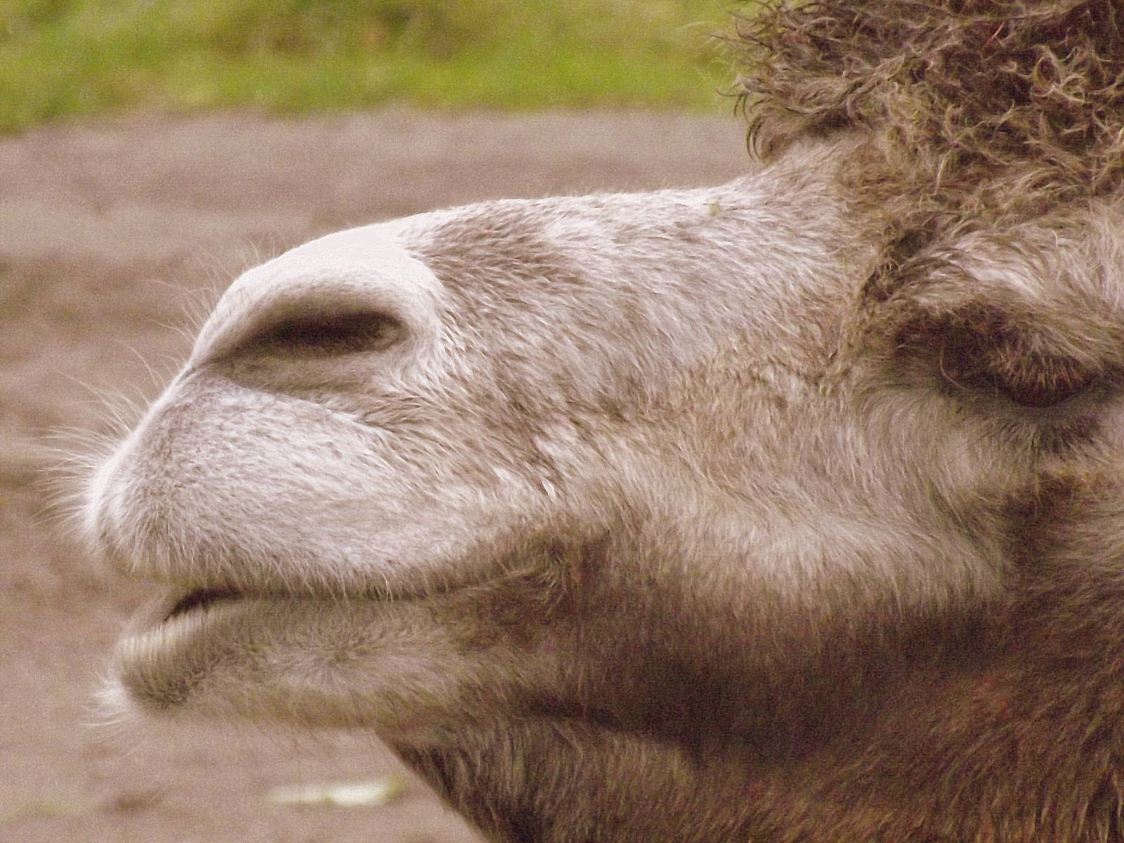 Tallinn zoo, Estonia