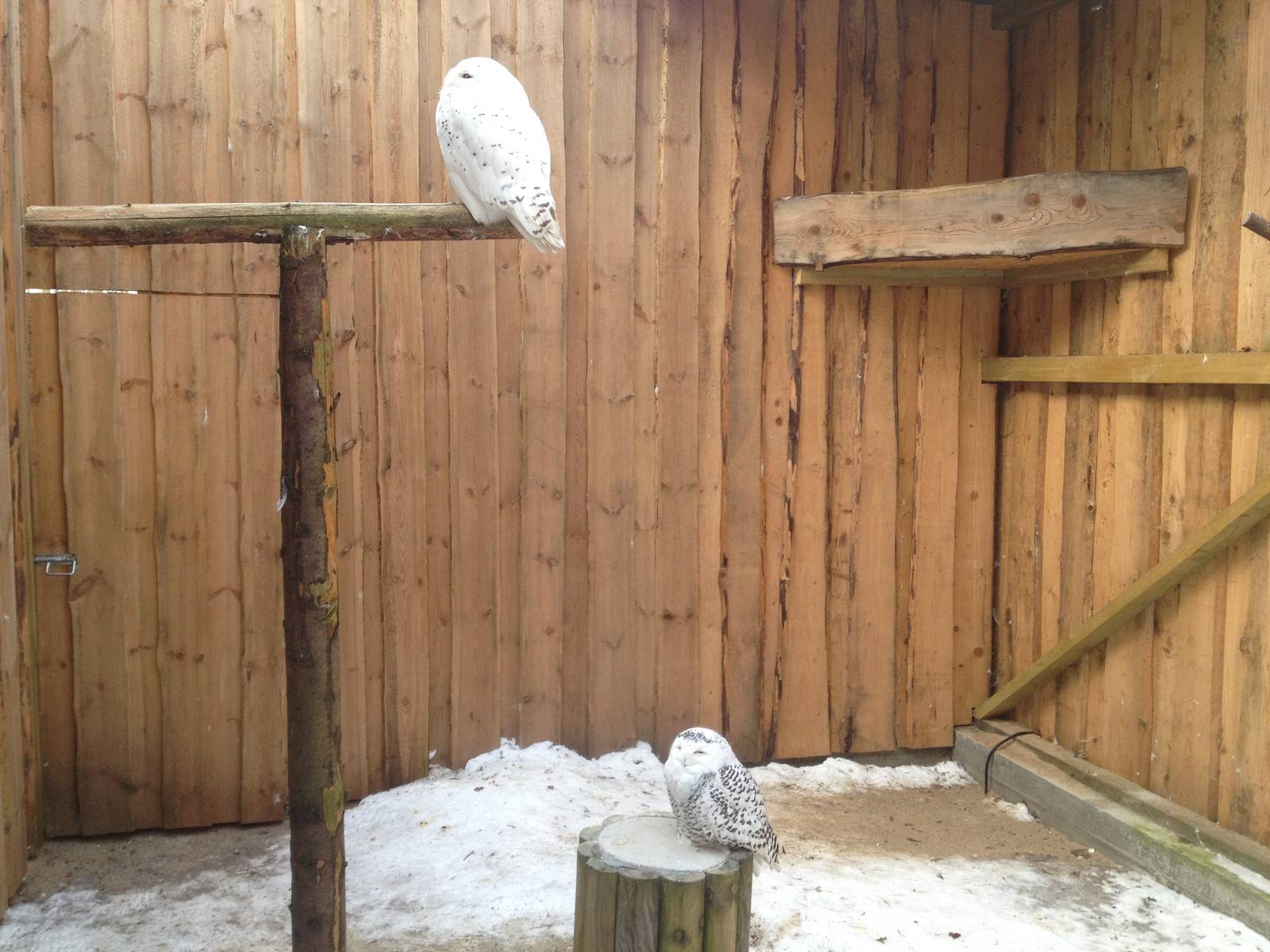 Tallinn Zoo owls
