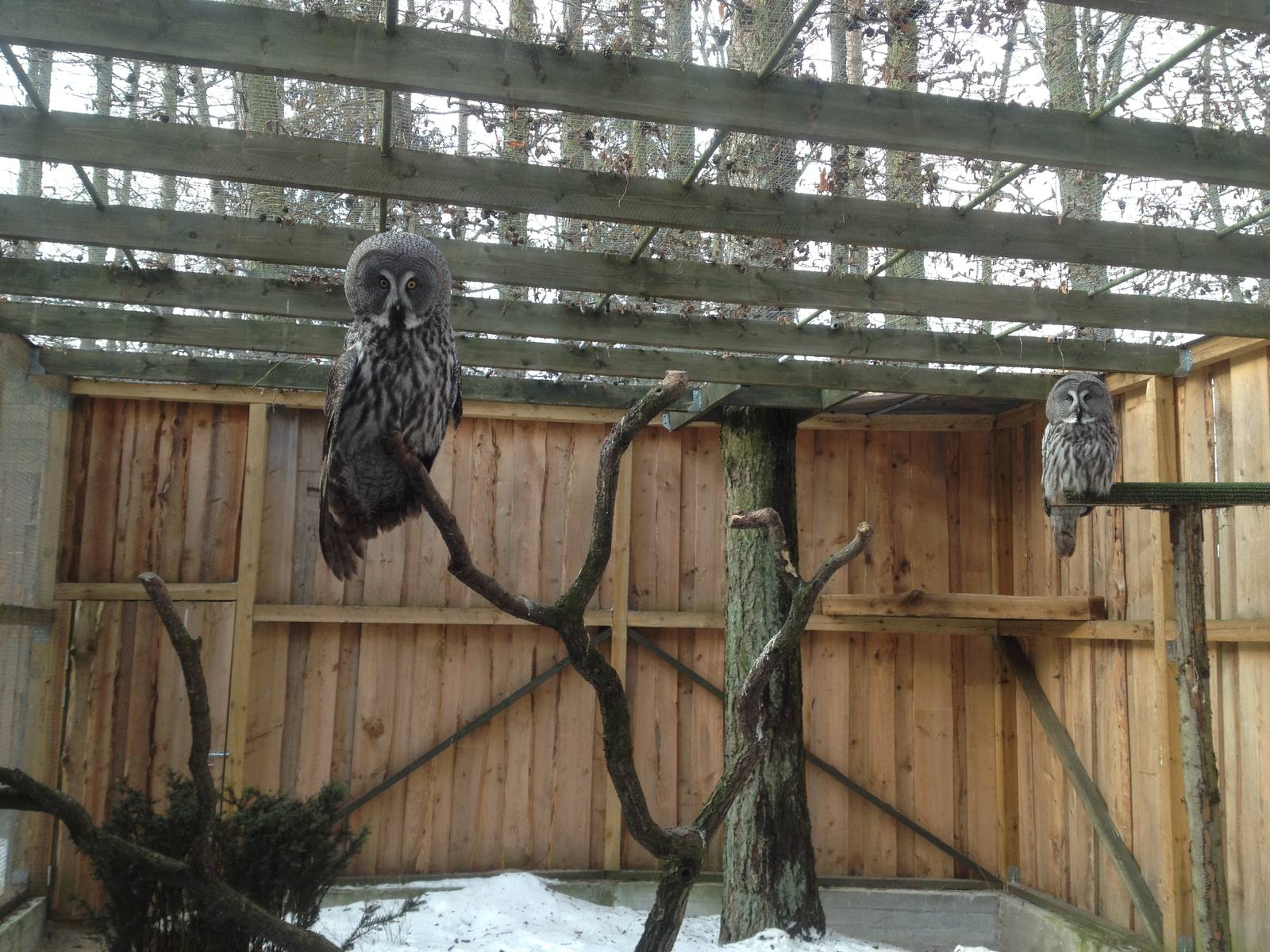 Tallinn Zoo owls