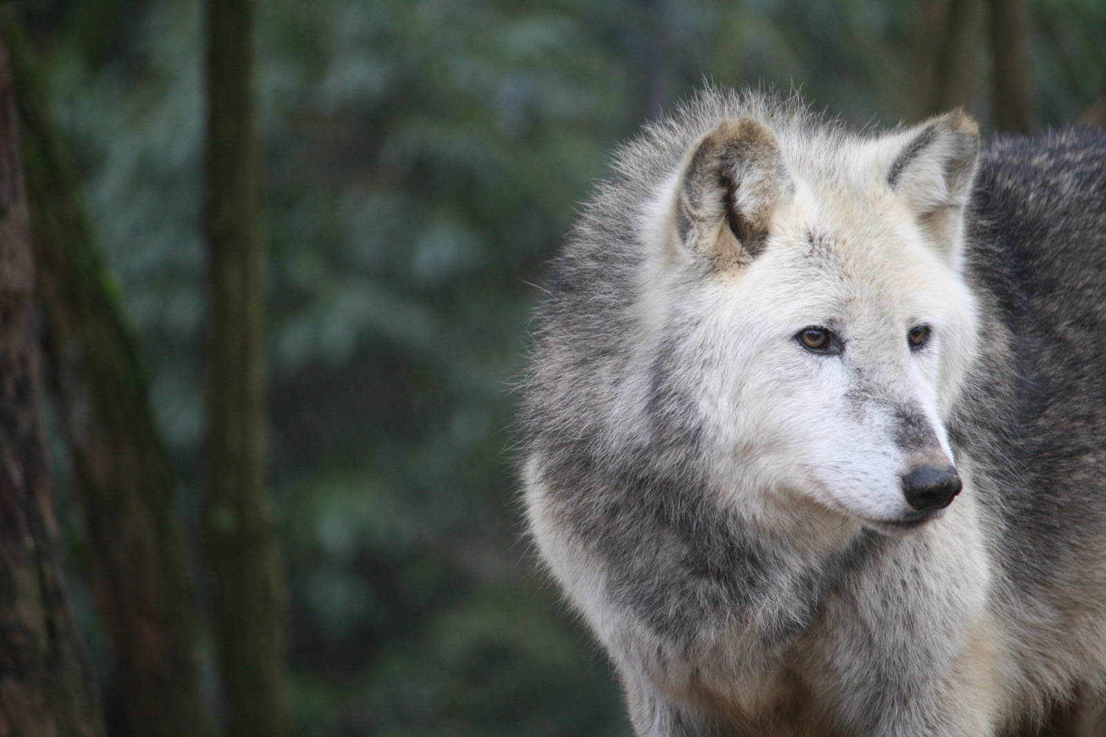 Tallulah timber wolf 24 Jan 2010