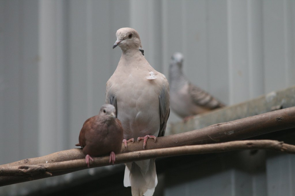 Talpacoti and Barbary Dove