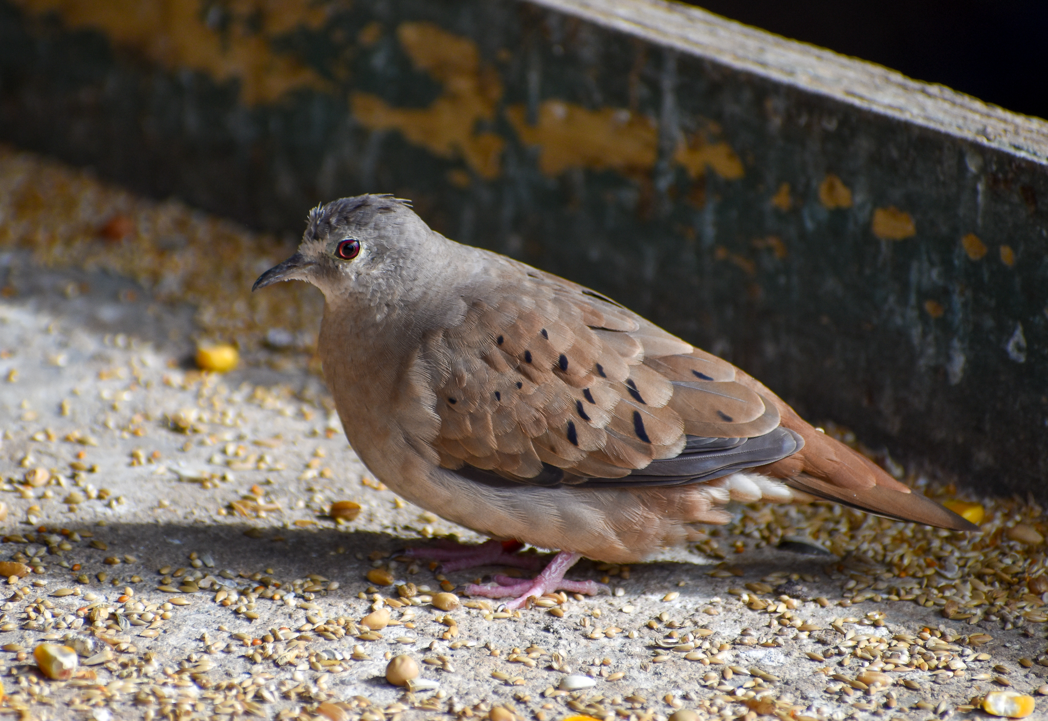 Talpacoti Dove