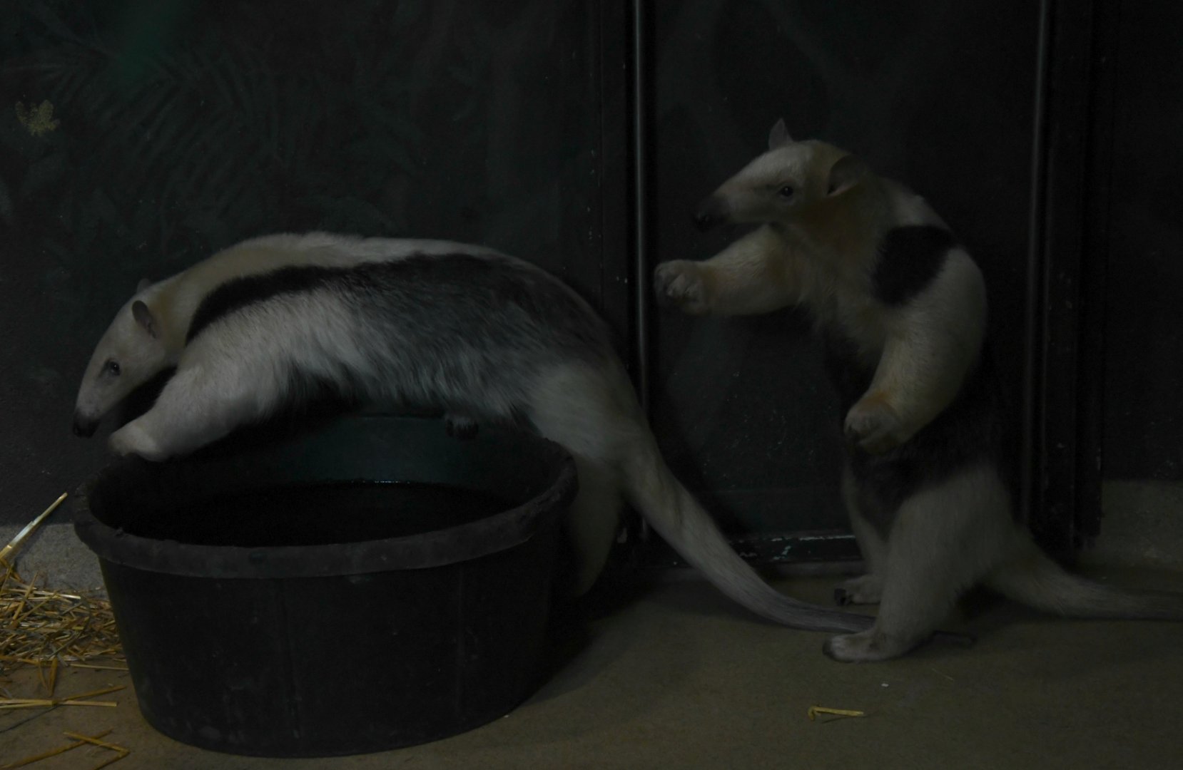 Talulah And Pedersen