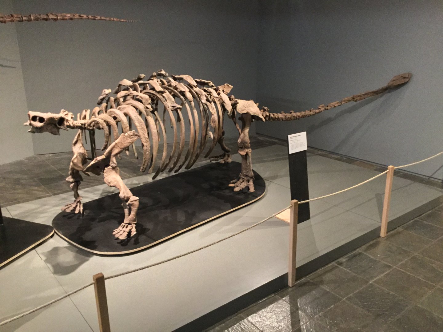 Talururus plicatospineus (Skeleton)