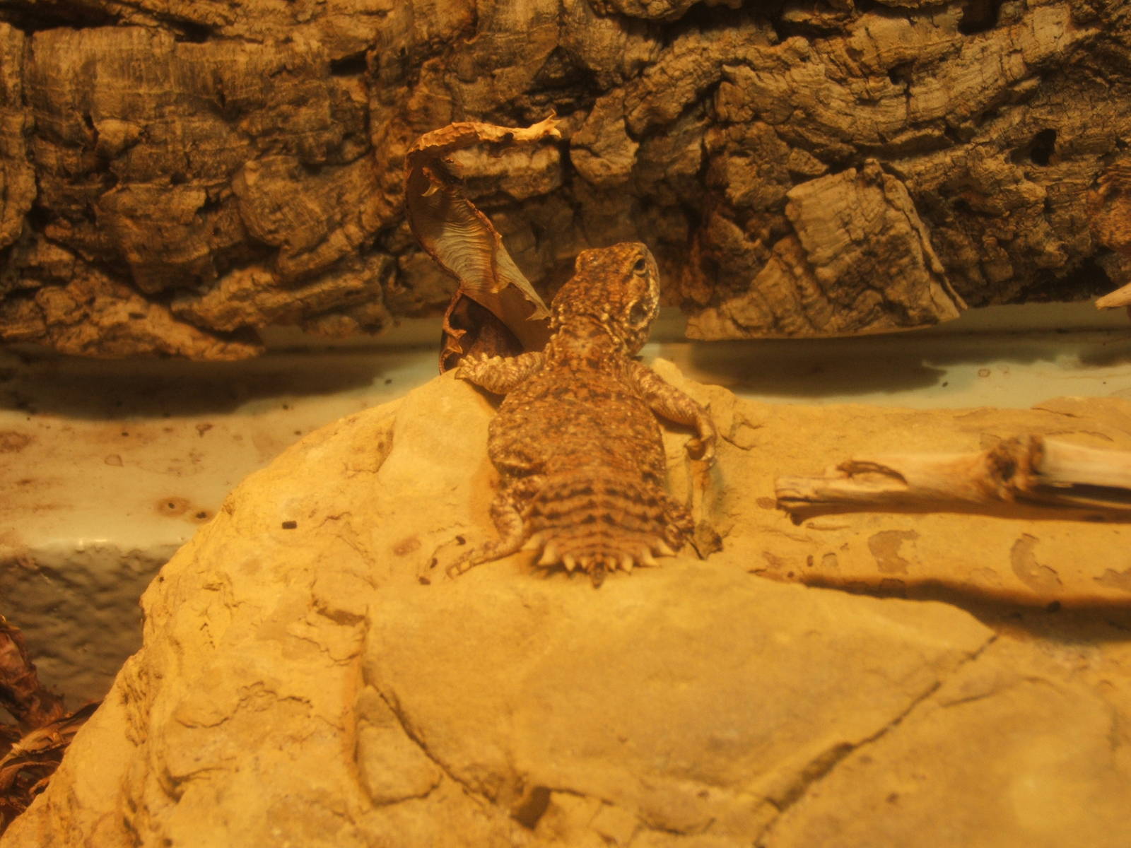 Talyors Strange Agama (Xenagama taylori)