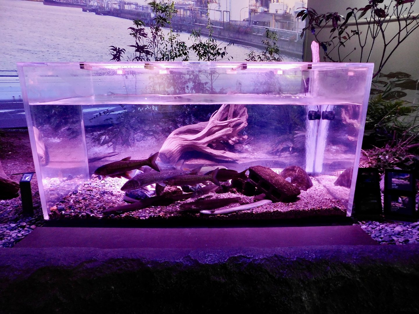 Tama River Downstream Tank - Kawasui Kawasaki Aquarium October 8, 2025